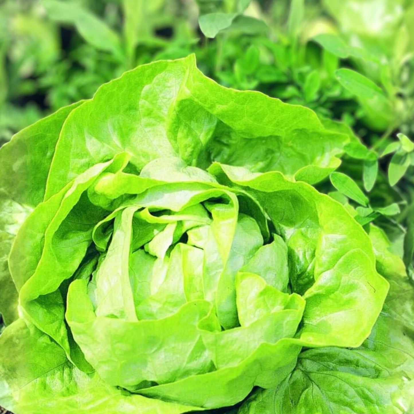 Butterhead Lettuce Seeds 500 Non-GMO Organic Heirloom Buttercrunch Vegetable Garden Lactuca sativa