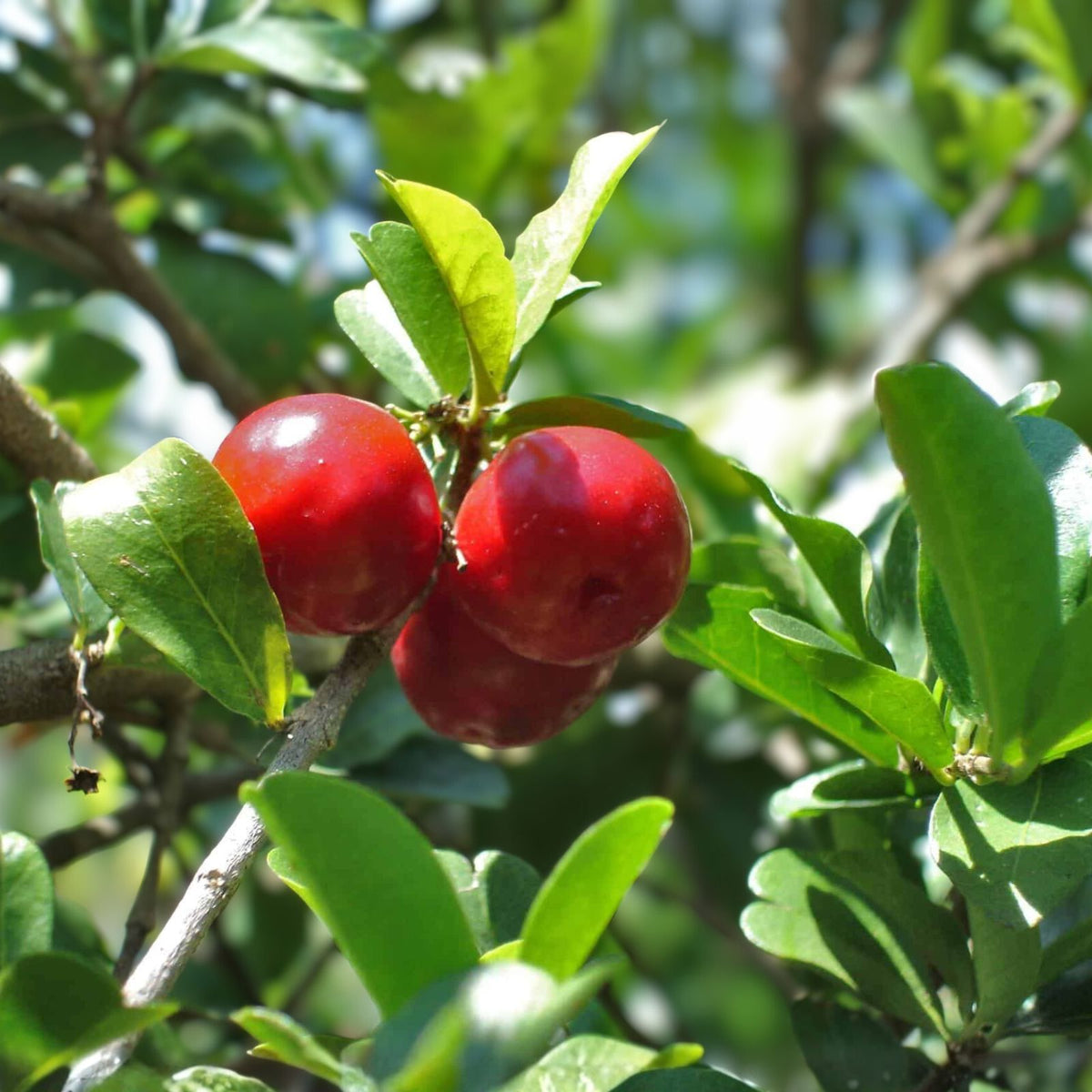 Barbados Cherry Tree Starter Plant 10-Pack Malpighia emarginata Edible Fruit Tropical Shrub South Florida Gardening