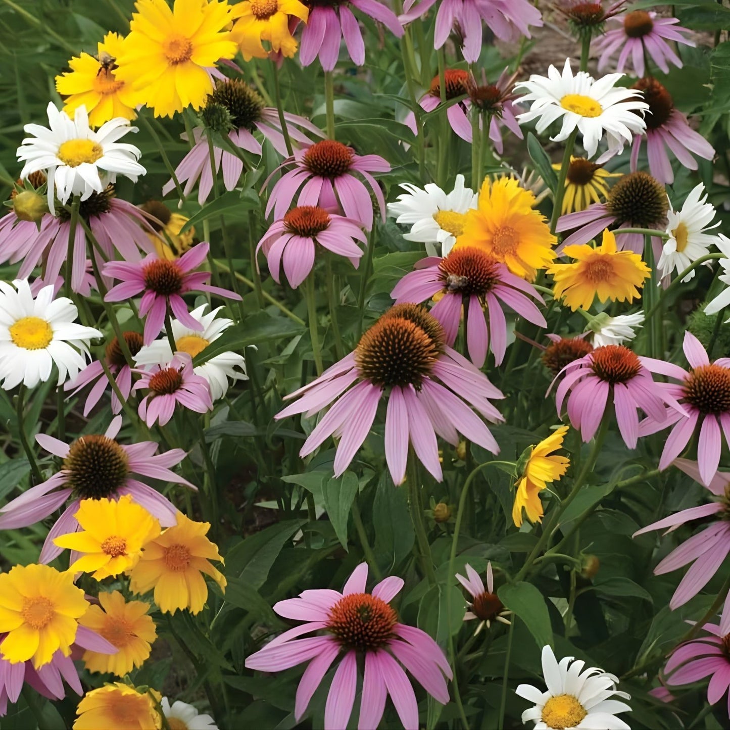 Purple Wildflower Seed Mix – Organic 200 Seeds for Pollinators and Garden Blooms – USA Grown