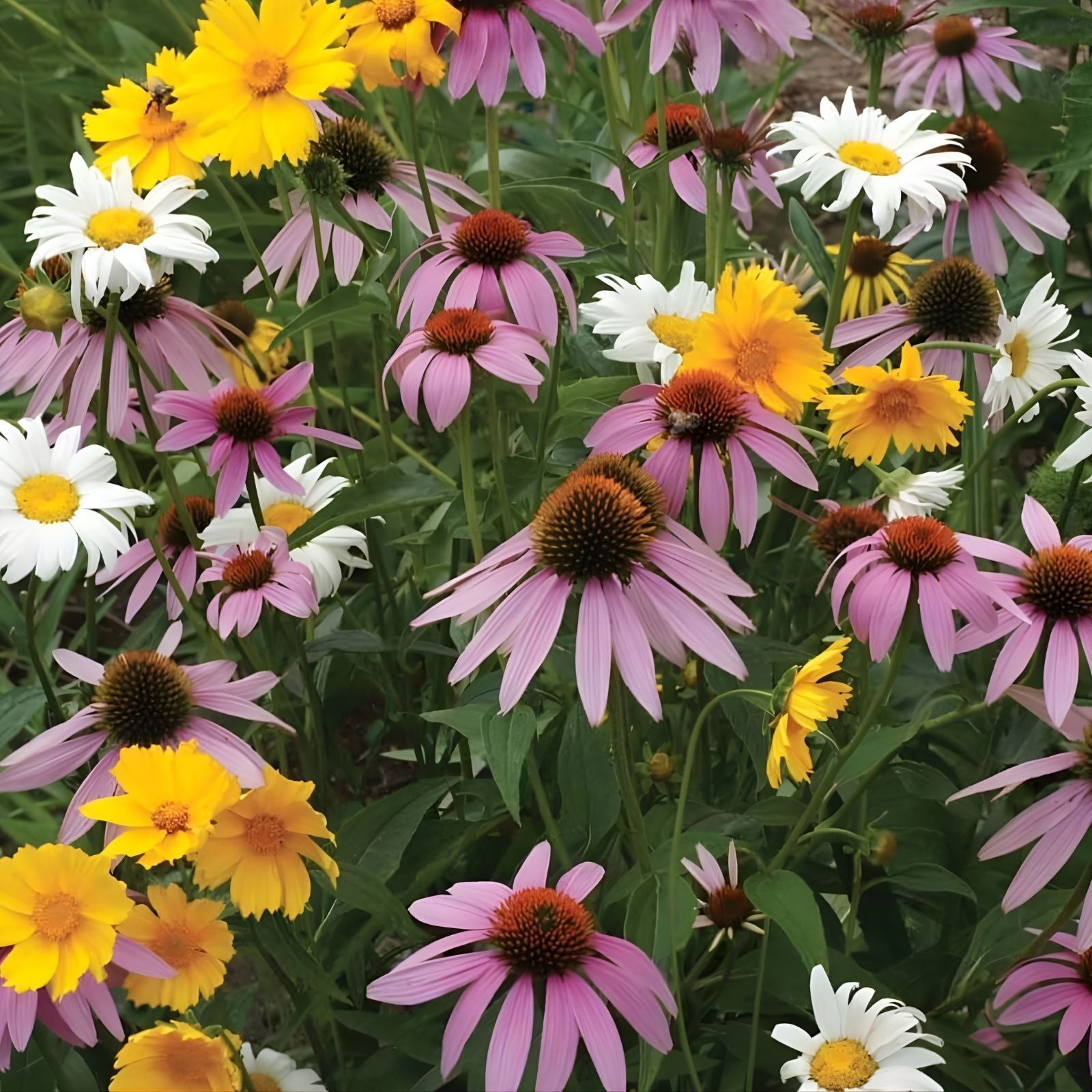 Purple Wildflower Seed Mix – Organic 200 Seeds for Pollinators and Garden Blooms – USA Grown