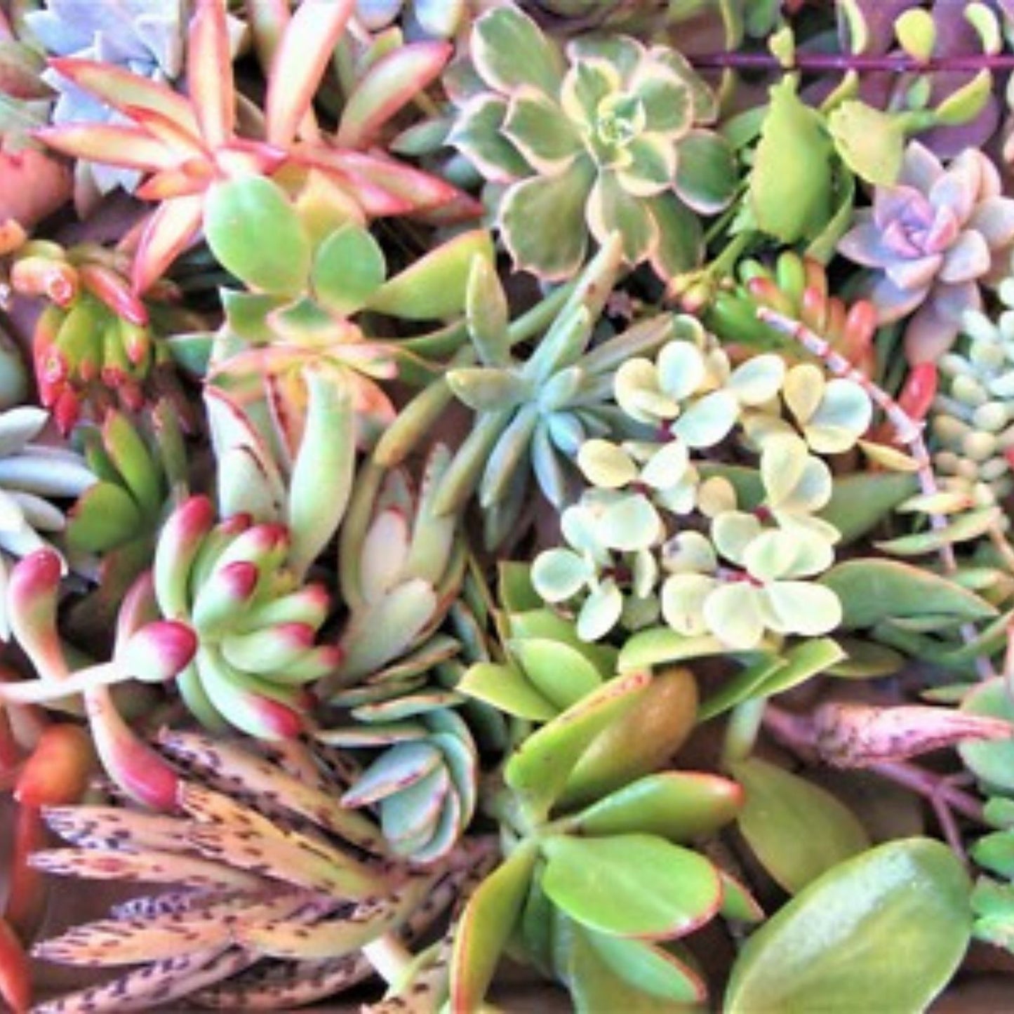 30 Succulent Cuttings Assorted Varieties for Fairy Gardens and Terrariums - Mini 1-2" Plant Clippings
