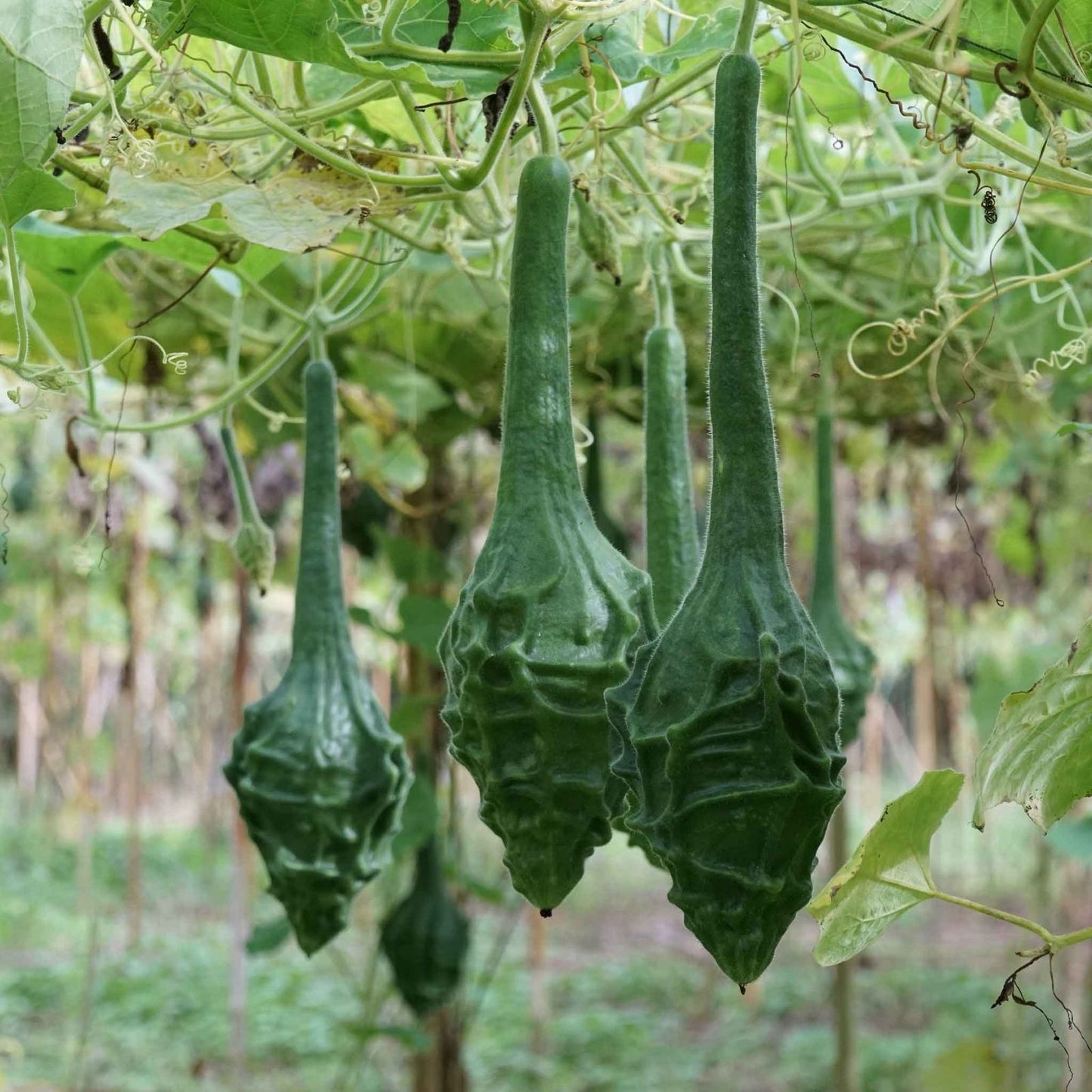 Caveman's Club Gourd Seeds – 20 Big Club-Shaped Gourds – Lagenaria siceraria – Ornamental and Craft Gourds