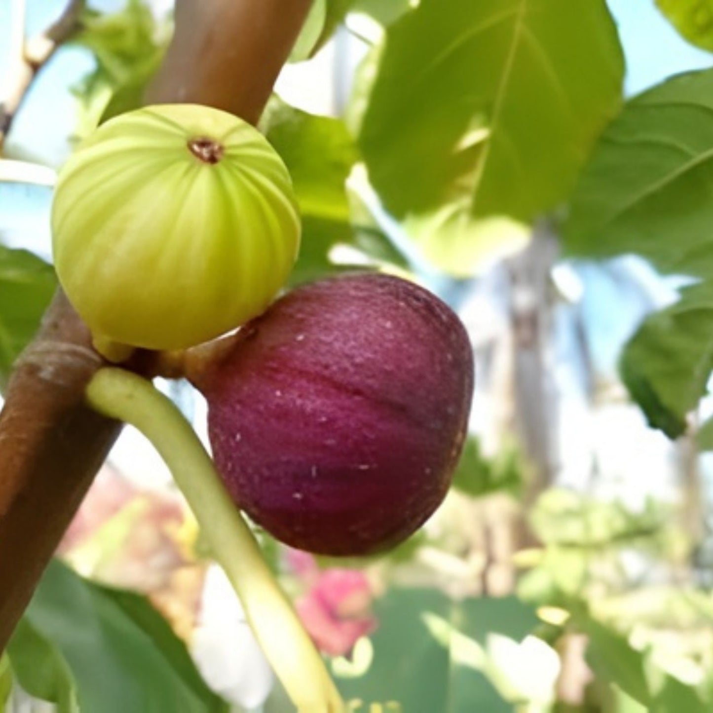 Turkish Fig Tree Cuttings - Bursa Siyahi Variety - Ficus carica - Vigorous Grower for Garden and Landscaping