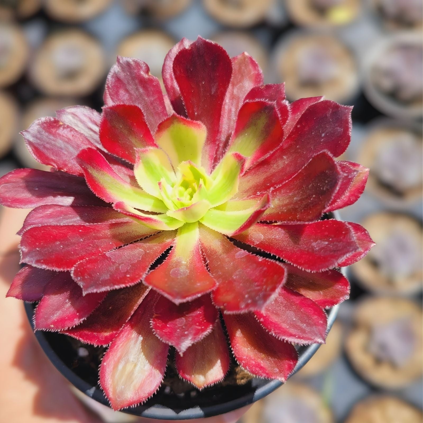 Aeonium Mardi Gras Succulent Cutting 3-4 Inches Variegated Unrooted Plant Rare Succulent Propagation