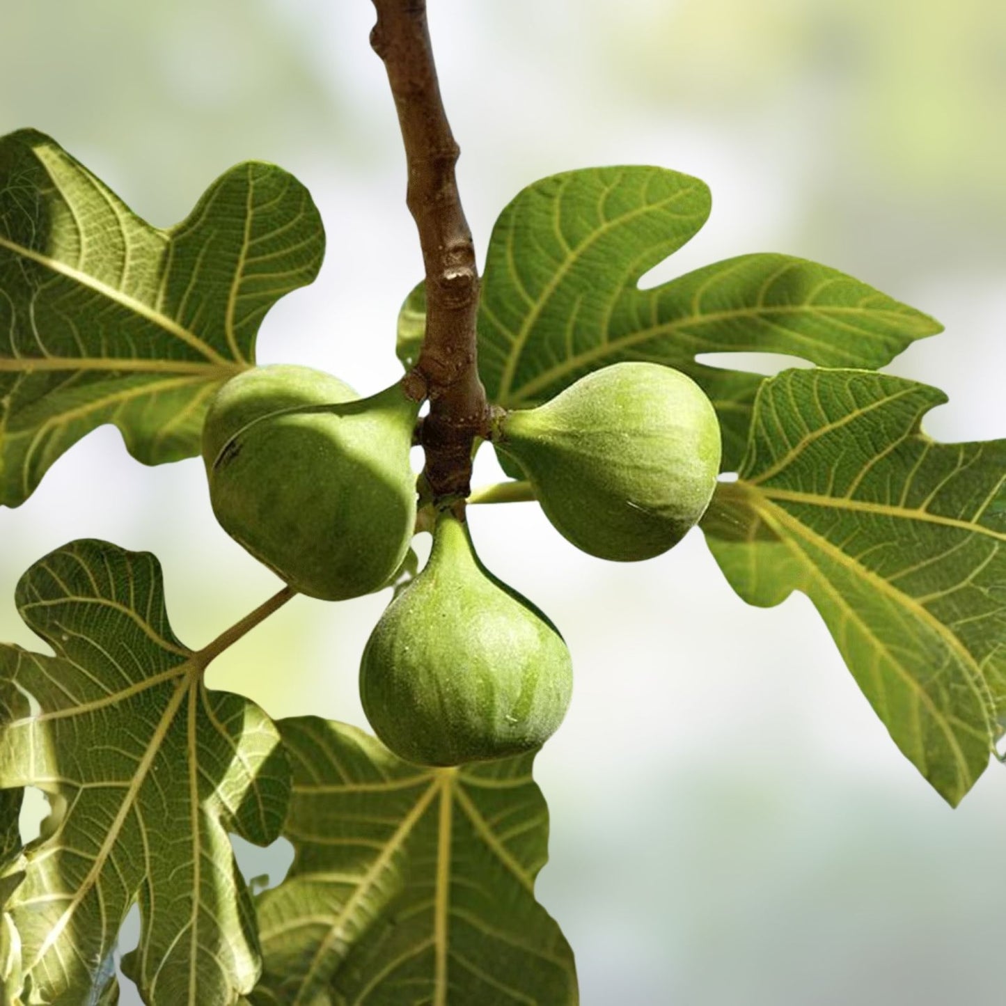 Edible Fig Tree Seeds 10 Pack Ficus carica Non-GMO Heirloom Fruit-bearing Plant Seeds