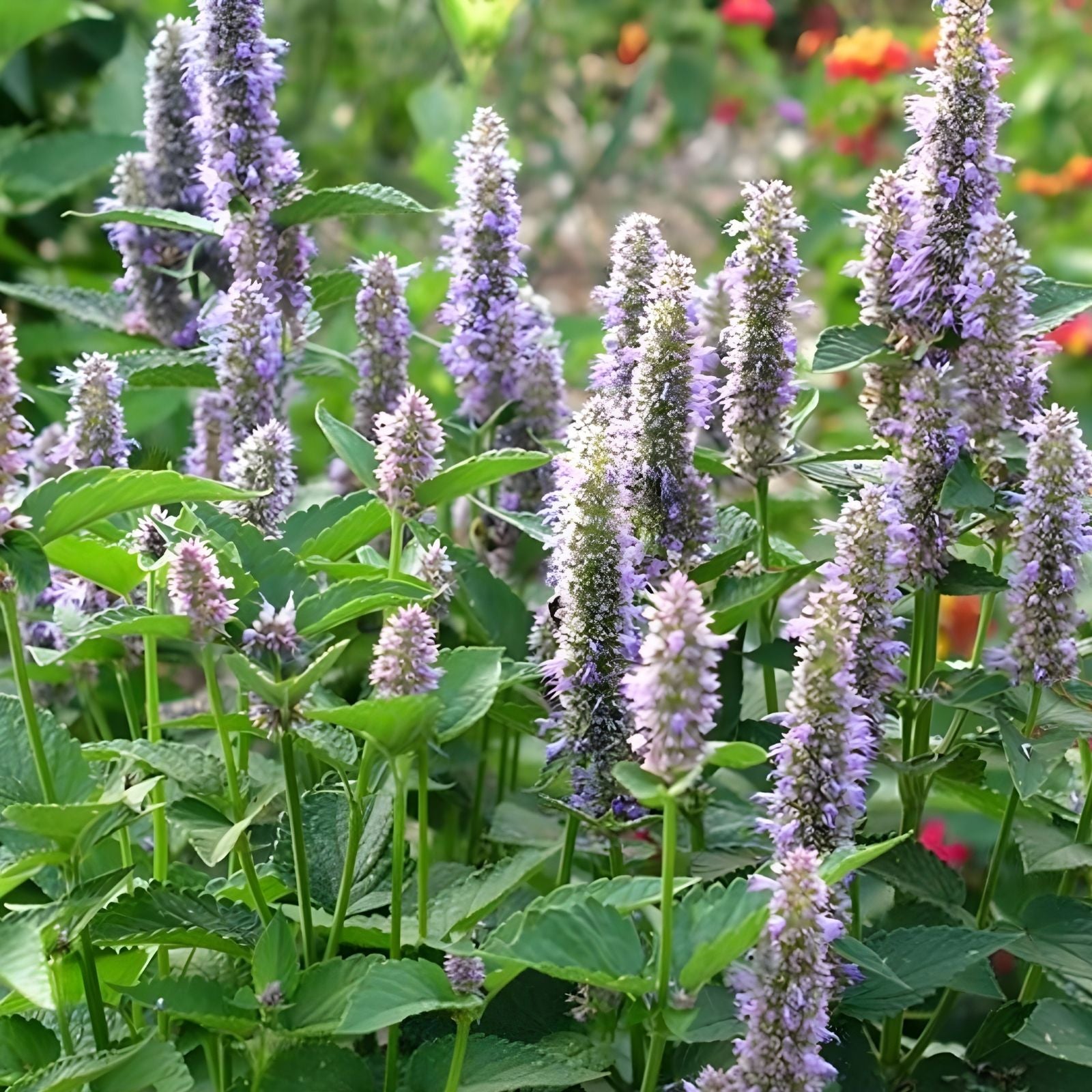 Anise Hyssop Seeds for Planting, 100+ Wildflower Seeds, Agastache foeniculum, Aromatic Herb, Bee-Friendly Pollinator Plant