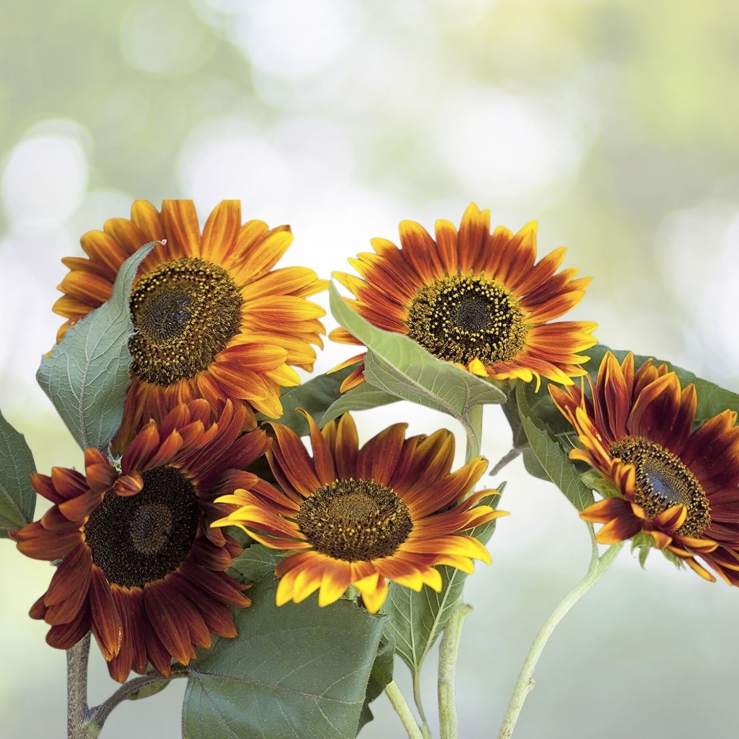 Autumn Beauty Sunflower Mix Seeds - 50+ Colorful Flowers for Bees - Perfect for Beautiful Gardens - USA Grown