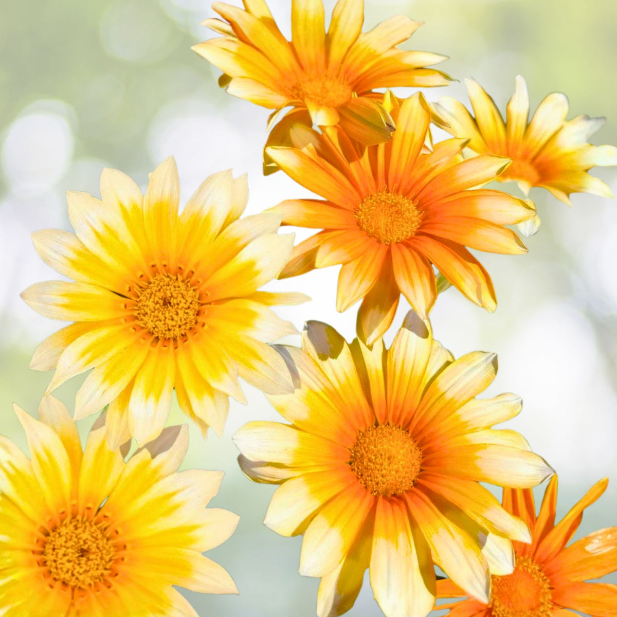 Gazania Rigens White Cherry Yellow Flowers 4-Inch Pot Hardy Perennial Ground Cover Plant