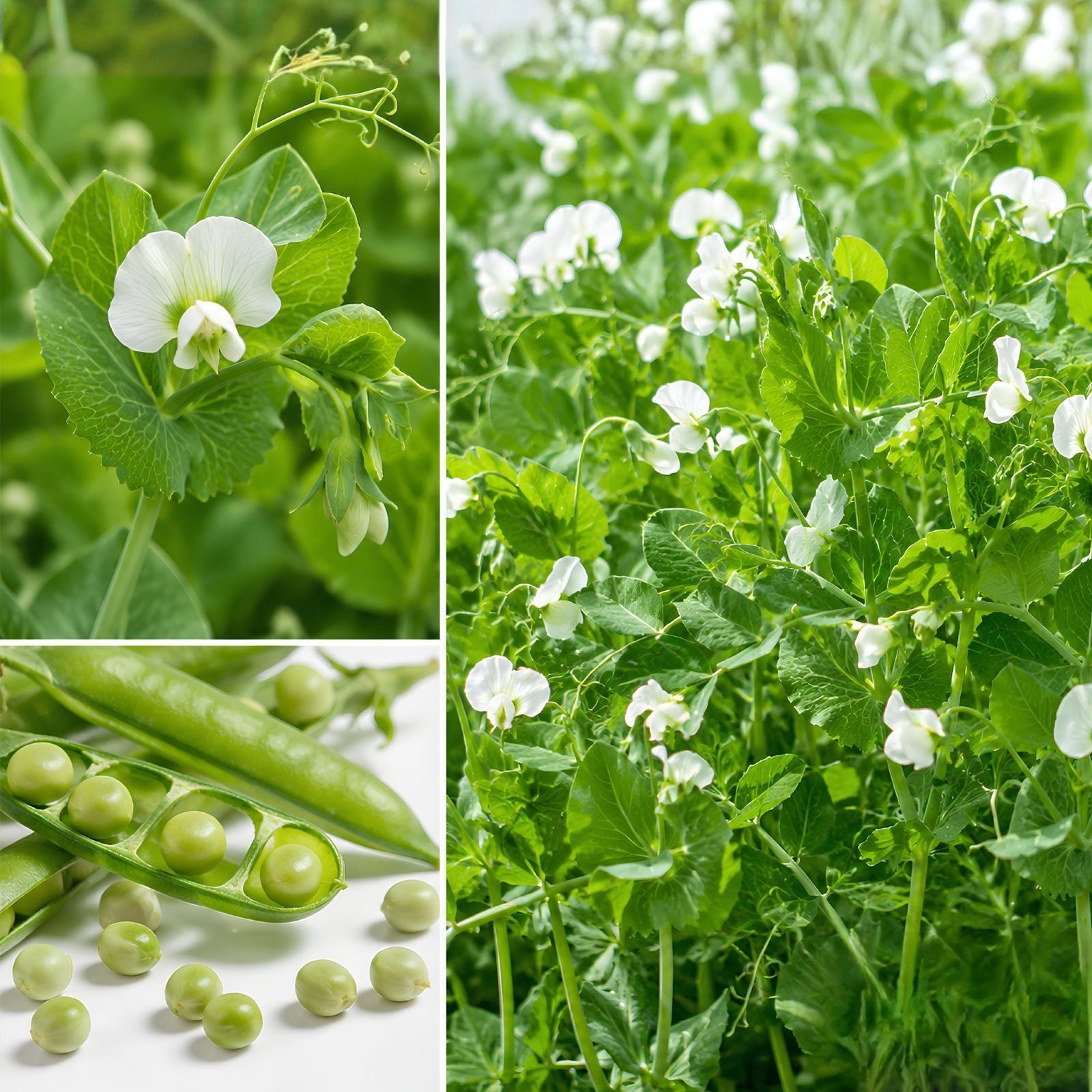 Austrian Winter Pea Seeds 5 lb, Pisum sativum, Cover Crop, Green Manure, Soil Fertility, Organic Planting Seeds