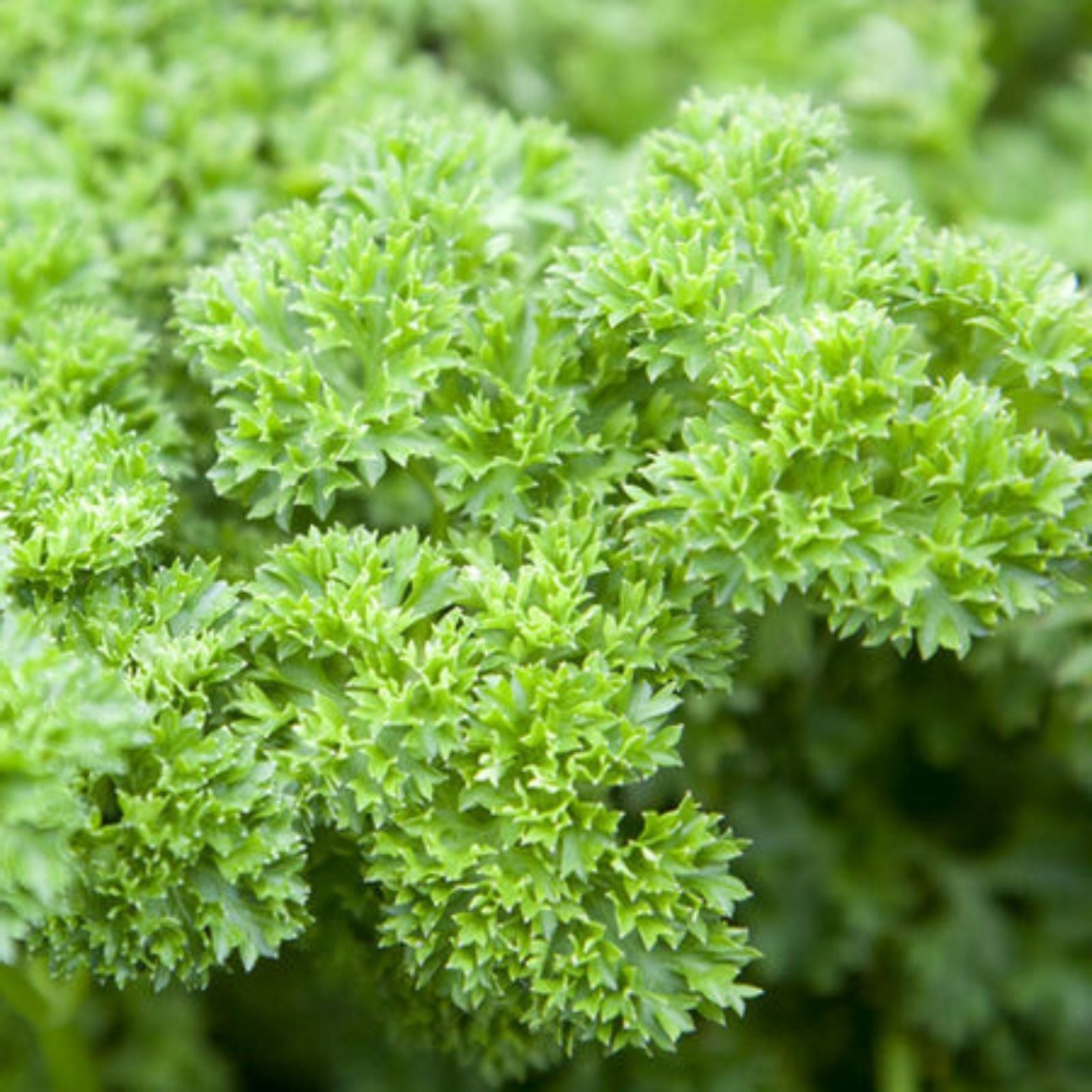 Heirloom Triple Curled Parsley Seeds - Non-GMO, Organic Culinary Herb, Petroselinum crispum, 25+ Seeds for Fresh Flavor Gardening
