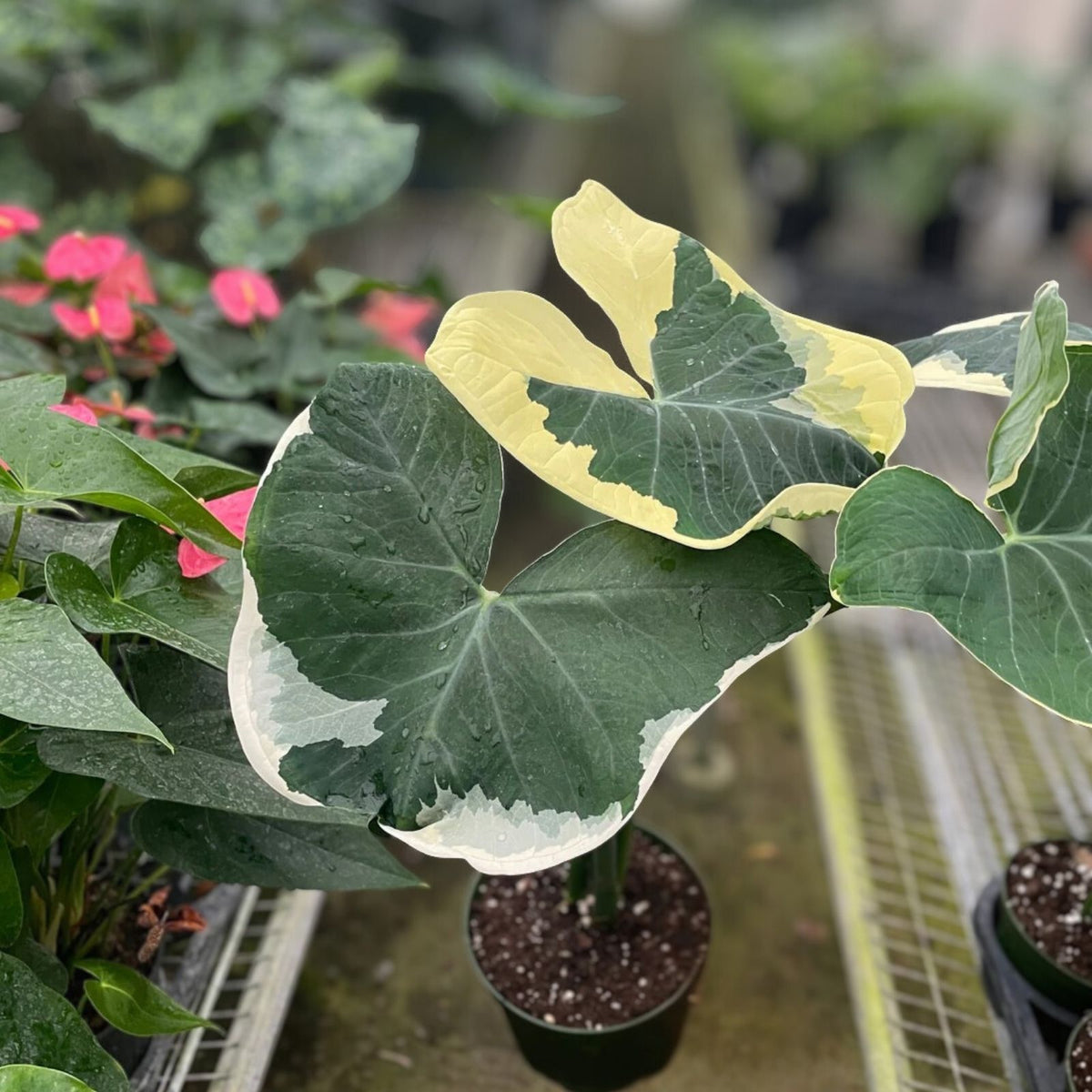 Alocasia Xanthosoma 'Mickey Mouse' Variegata 6" Pot - Unique Variegated Houseplant for Indoor Decor