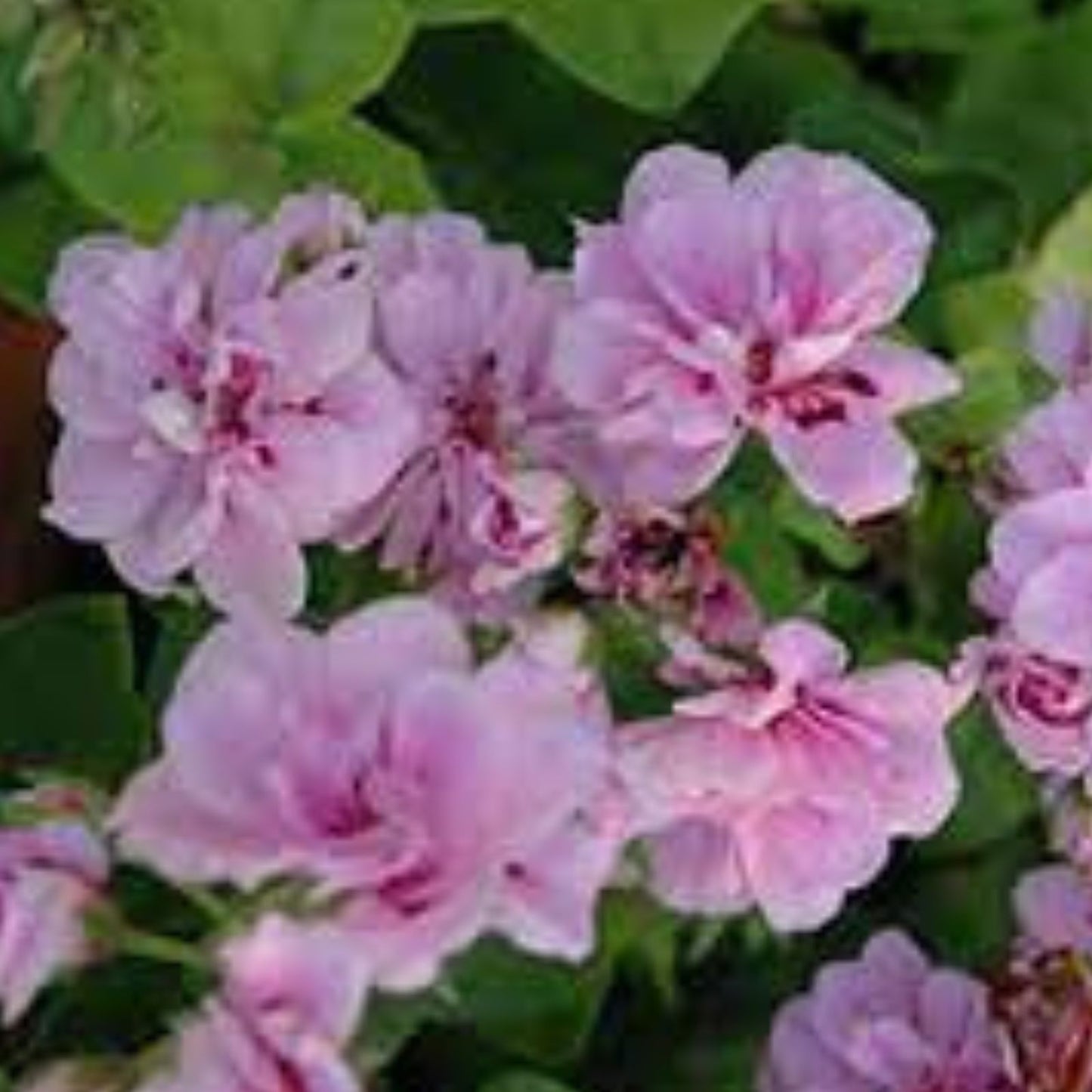 Trailing Ivy Geranium Live Plant Cuttings 3" x 6" Lavender Pelargonium Peltatum