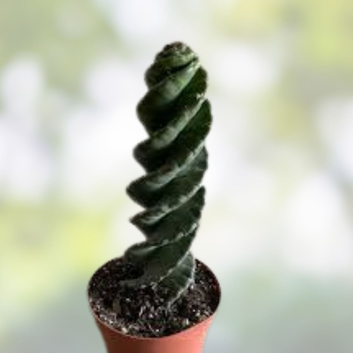 Cereus Forbesii Giant Cactus Cutting - Indoor Succulent Plant, Greenhouse Variety, Unique Green Decor