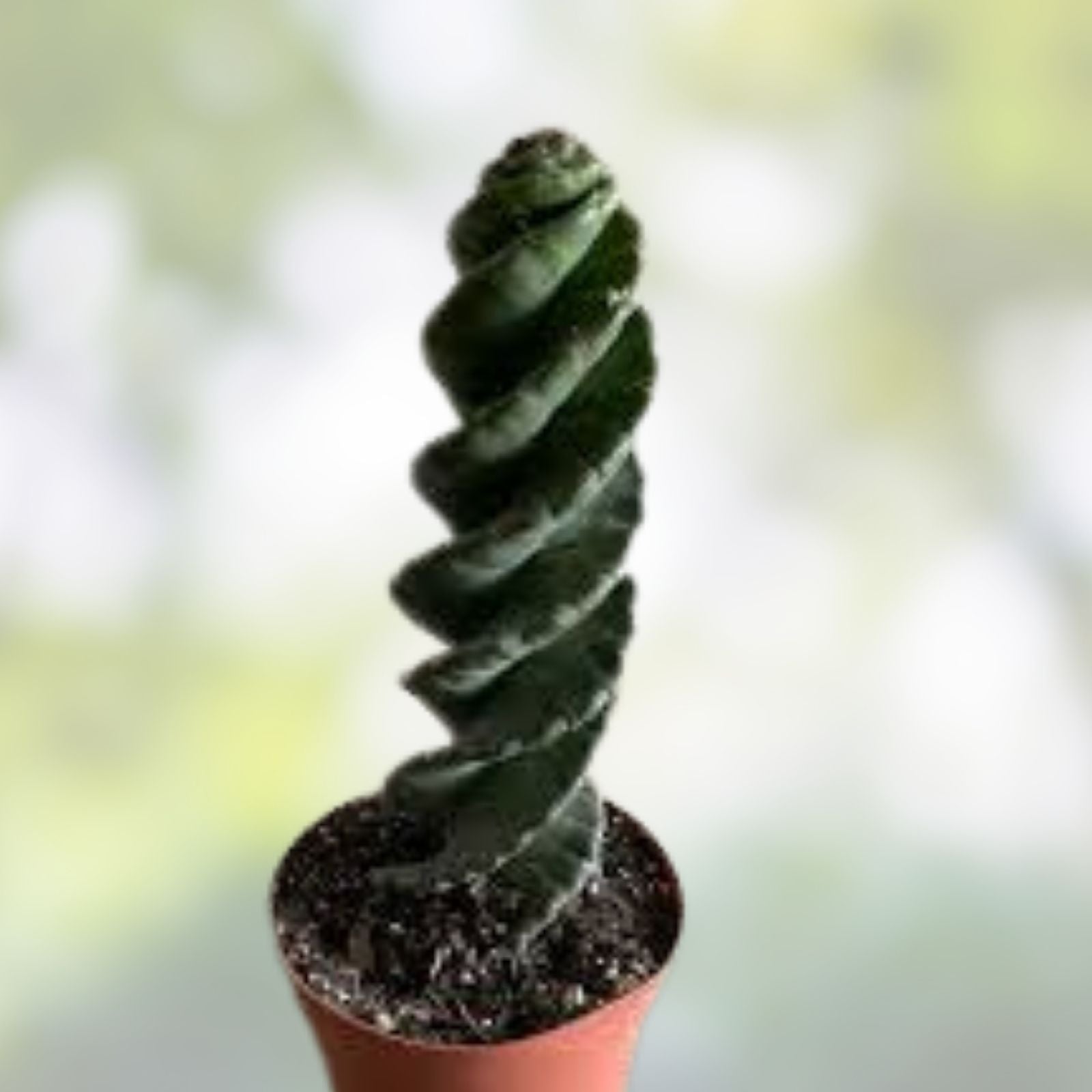 Cereus Forbesii Giant Cactus Cutting - Indoor Succulent Plant, Greenhouse Variety, Unique Green Decor