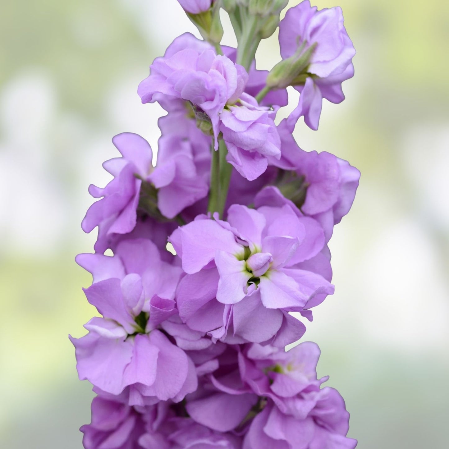 Light Lavender Stock Seeds 500 Count – Fragrant Matthiola incana Annual Flower Seeds for Garden and Cutting
