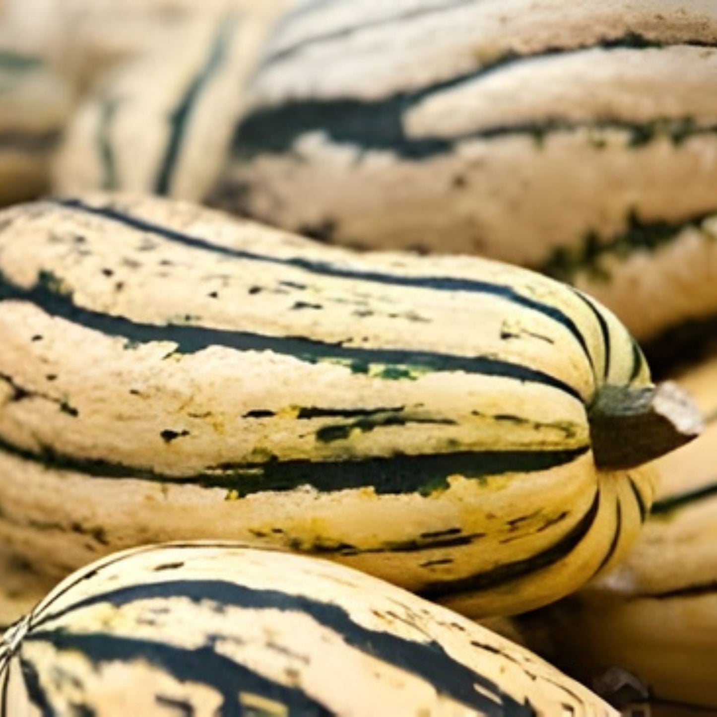 Delicata Squash Seeds for Planting 20 Seeds Jester Variety Cucurbita Pepo Gourmet Vegetable Seeds