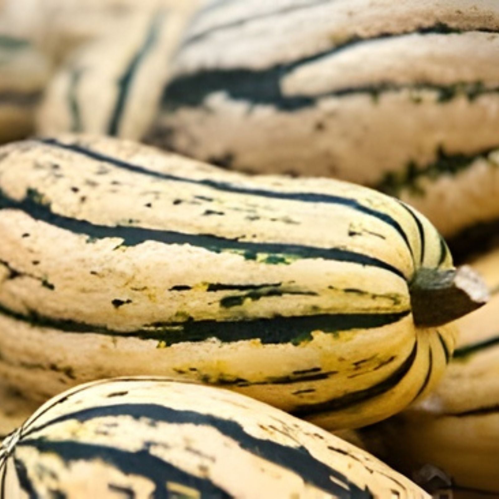 Delicata Squash Seeds for Planting 20 Seeds Jester Variety Cucurbita Pepo Gourmet Vegetable Seeds