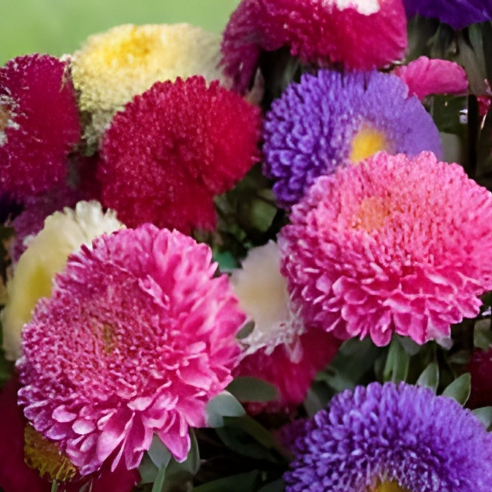 Aster Seeds Powder Puff Mix 100 Seeds - Beautiful Annual Cut Flowers - Aster amellus