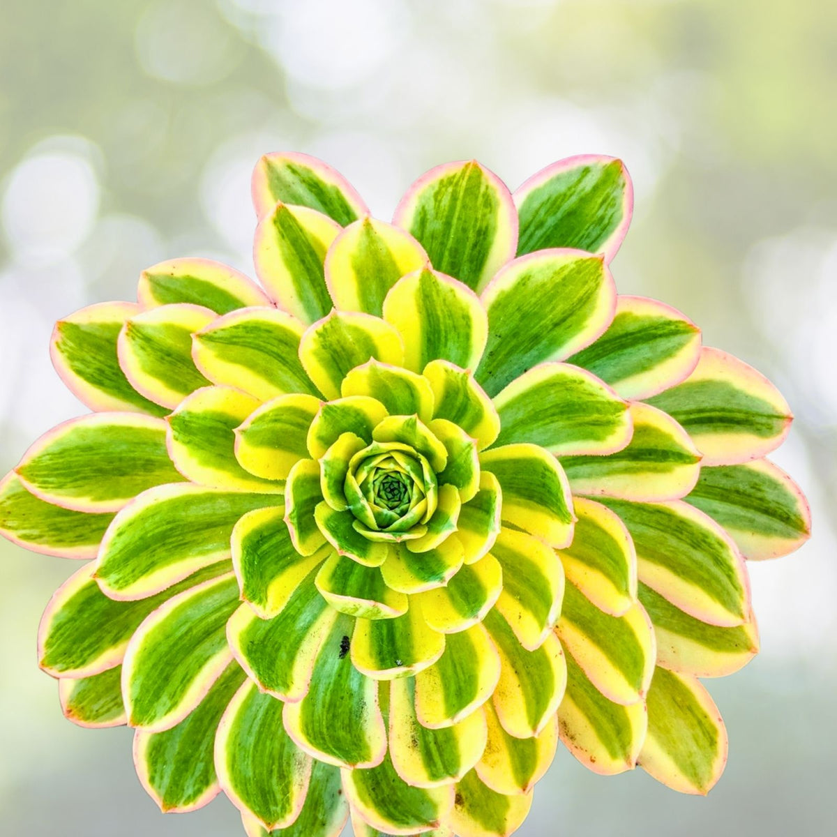 Aeonium Sunburst Succulent Cuttings Lot of 2, 4-6” Variegated Green Yellow, Aeonium 'Sunburst' Succulent Plants