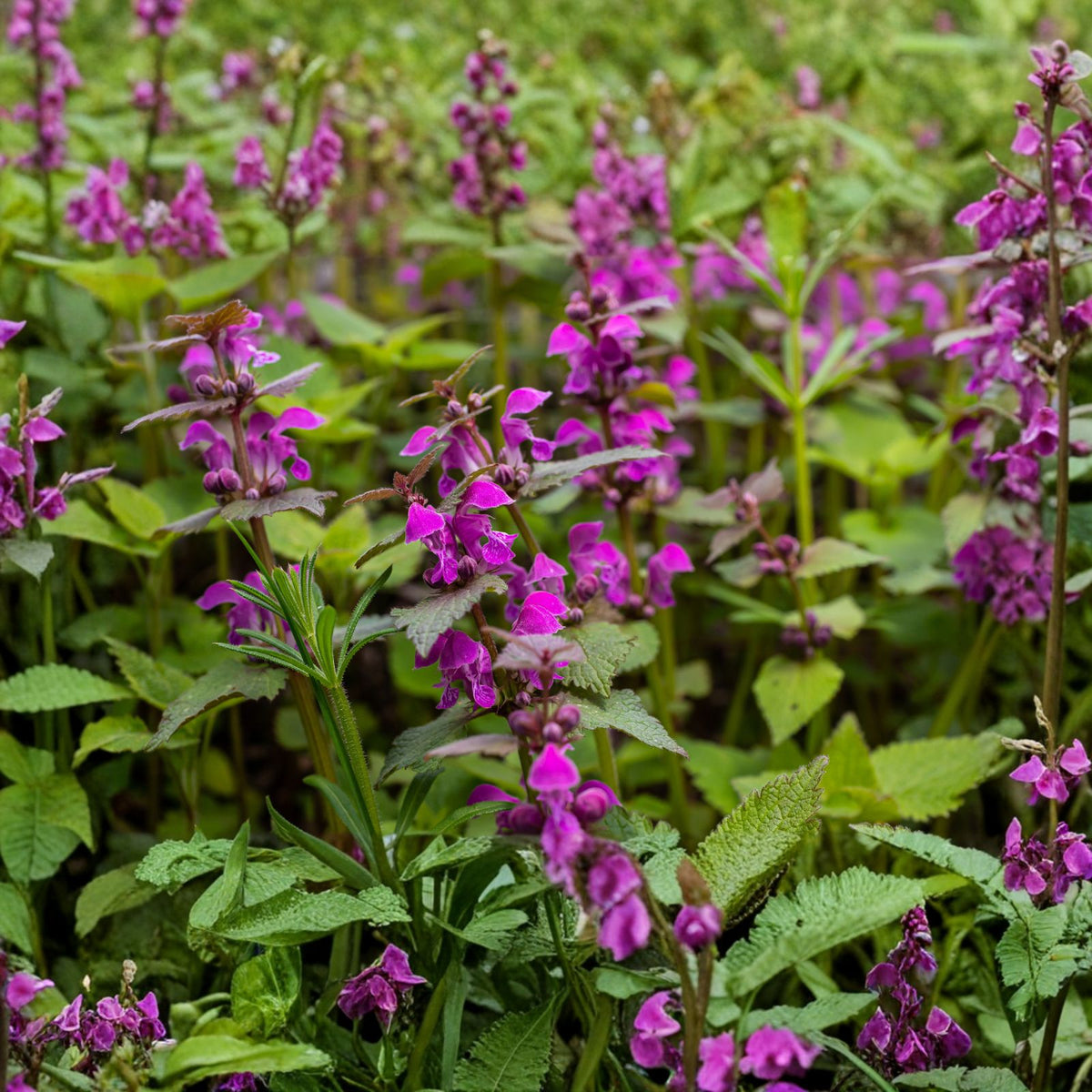 Organic Purple Dead-Nettle Seeds - Lamium purpureum - Medicinal Herb for Gardens