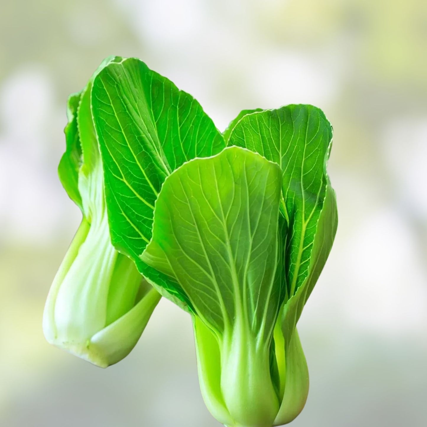 Bok Choy Seeds for Planting - Heirloom Non-GMO Chinese Cabbage (Pak Choi) Vegetable Gardening