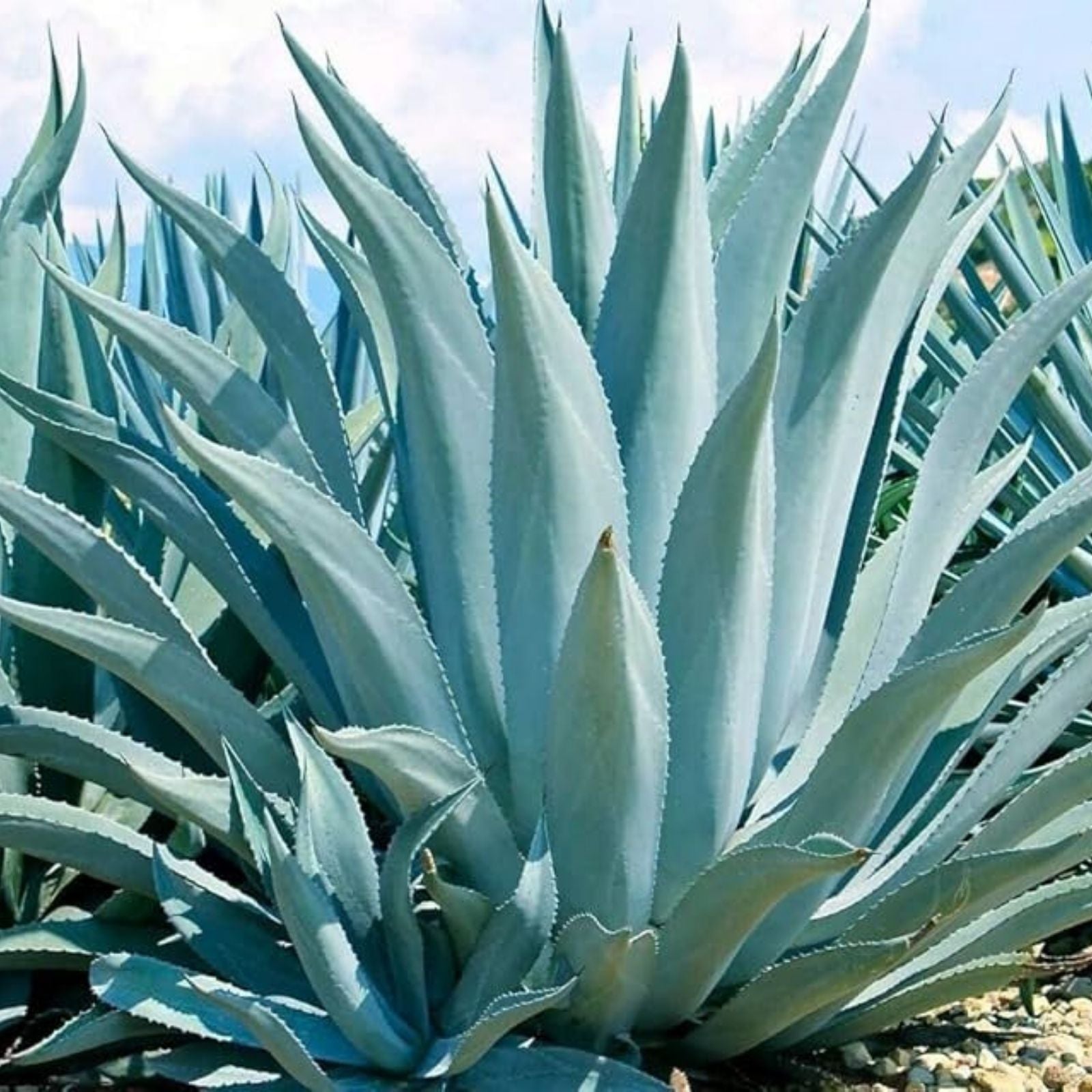 Agave Seeds Mix 10 Pack - Mixed Species Agave for Planting - Garden and Landscape Use - Varied Colors