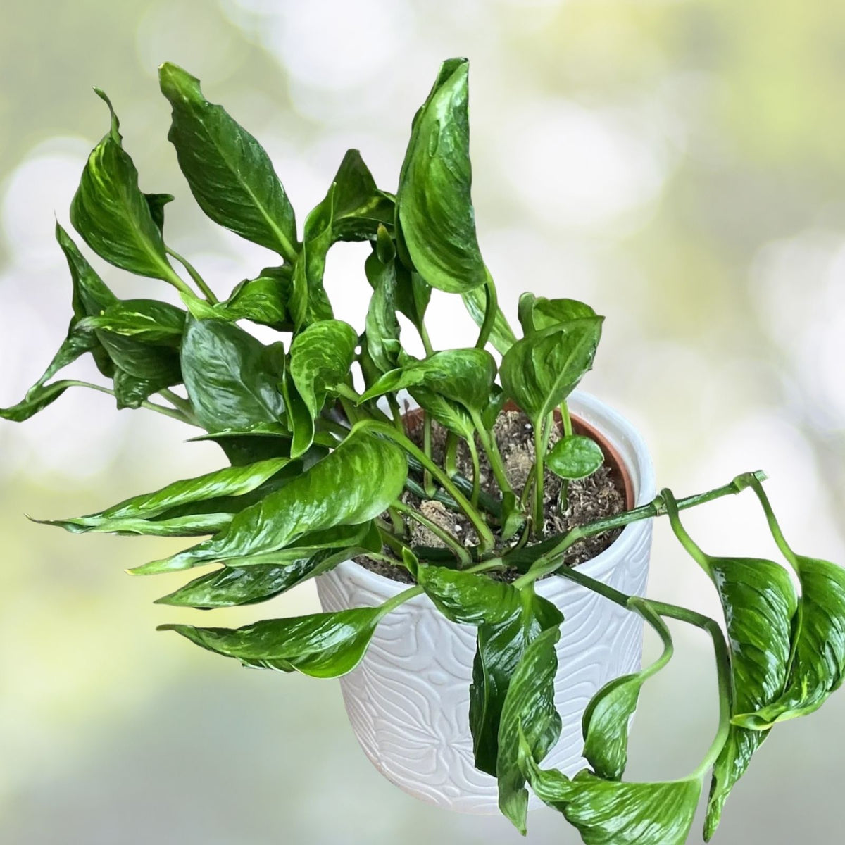 Shangri-La Pothos Cuttings - 3 Fresh Epipremnum aureum Clippings for Indoor Plant Decor, No Roots