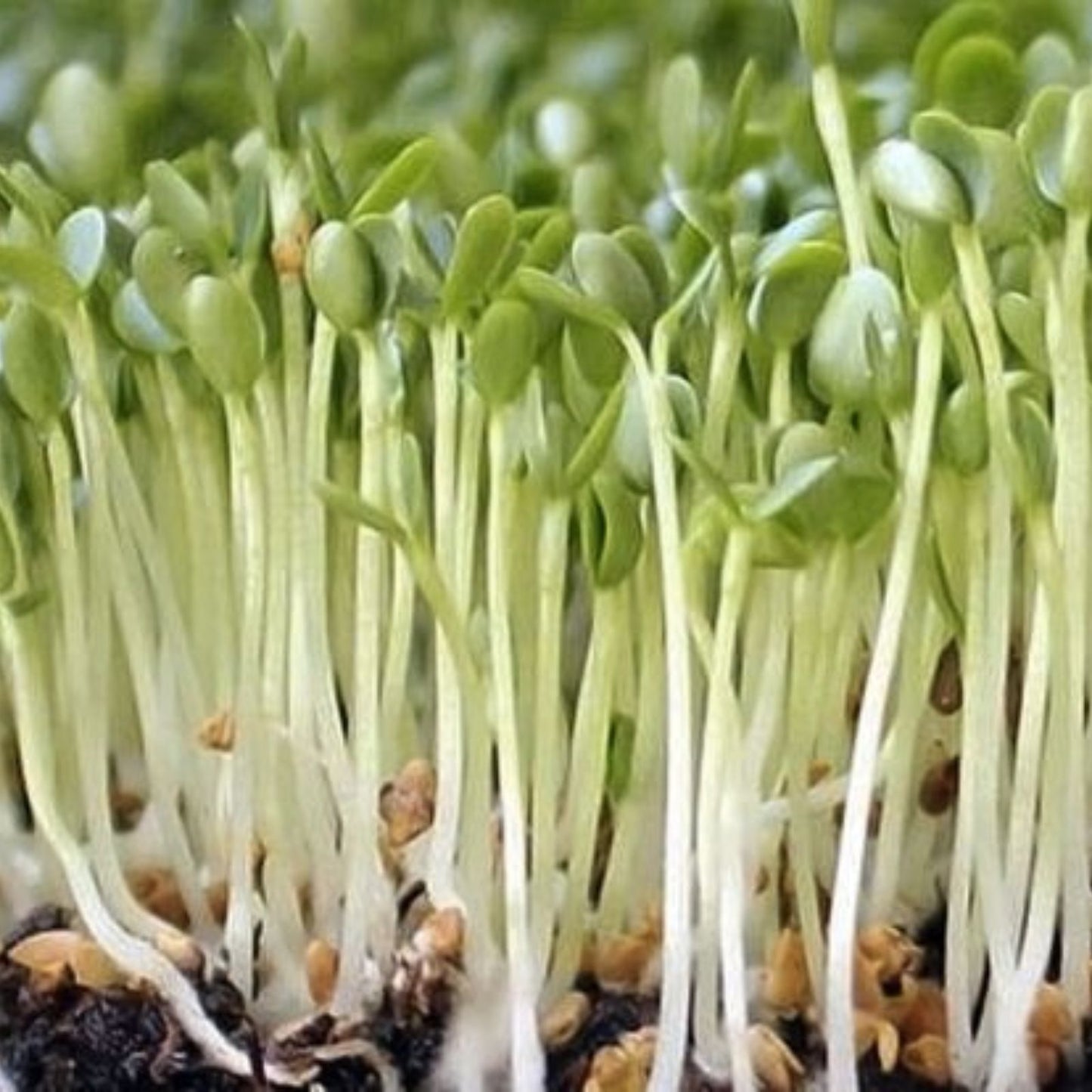 Red Clover Sprout Seeds 500 Count – Organic Trifolium pratense Microgreen Seeds for Sprouting, Live Plant, Starter, Houseplant