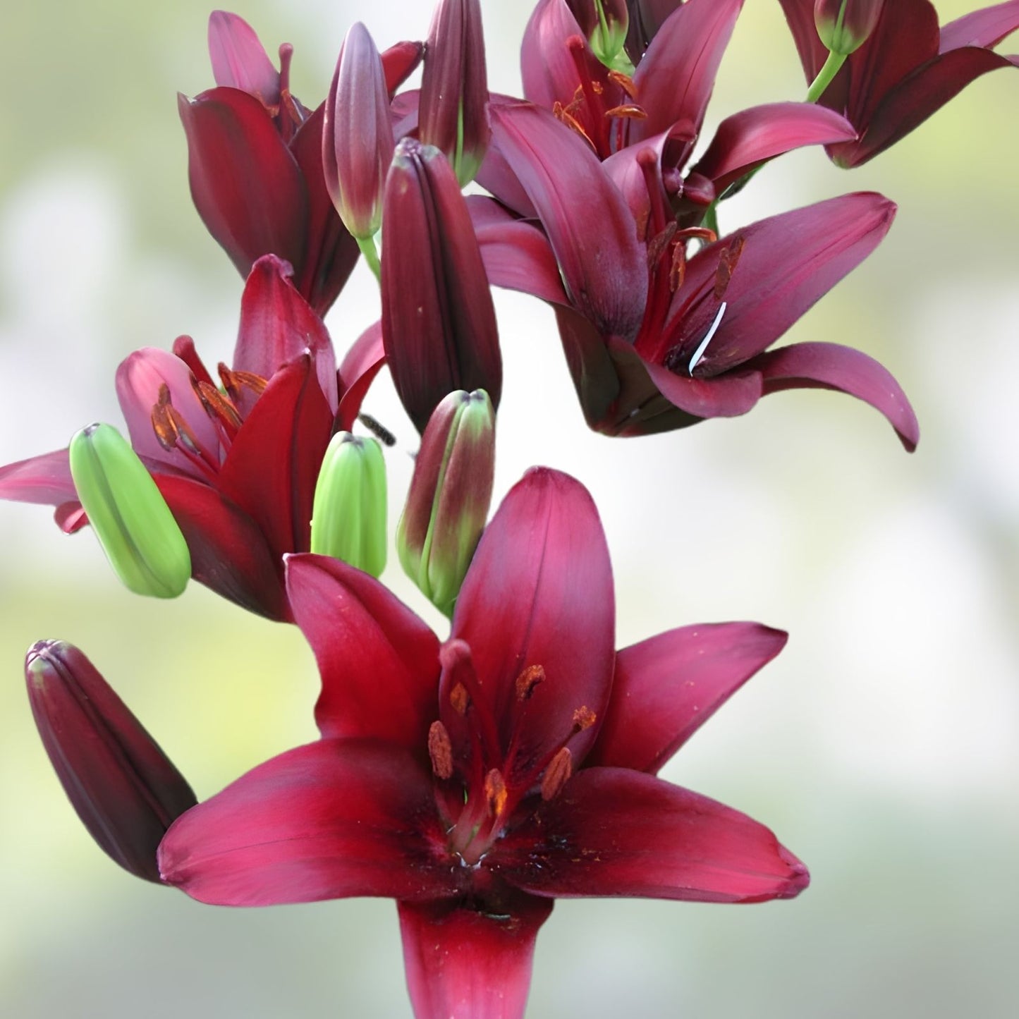 Asiatic Lily Bulb - Large Burgundy Red Flower Bulb for Garden Planting - Lilium Landini Bulb