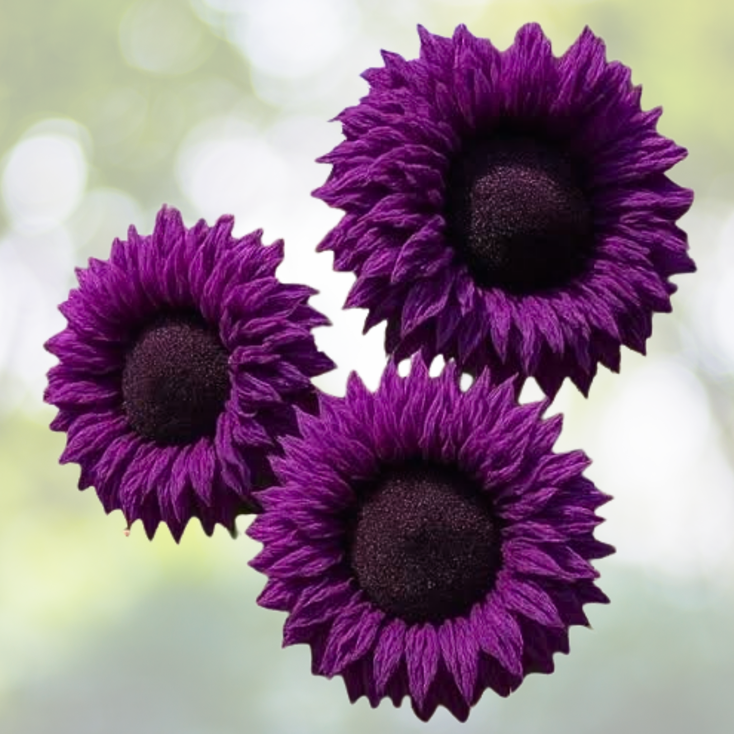 Giant Teddy Bear Sunflower Seeds - 50pcs Rare Purple Enchanting Varieties - Helianthus annuus