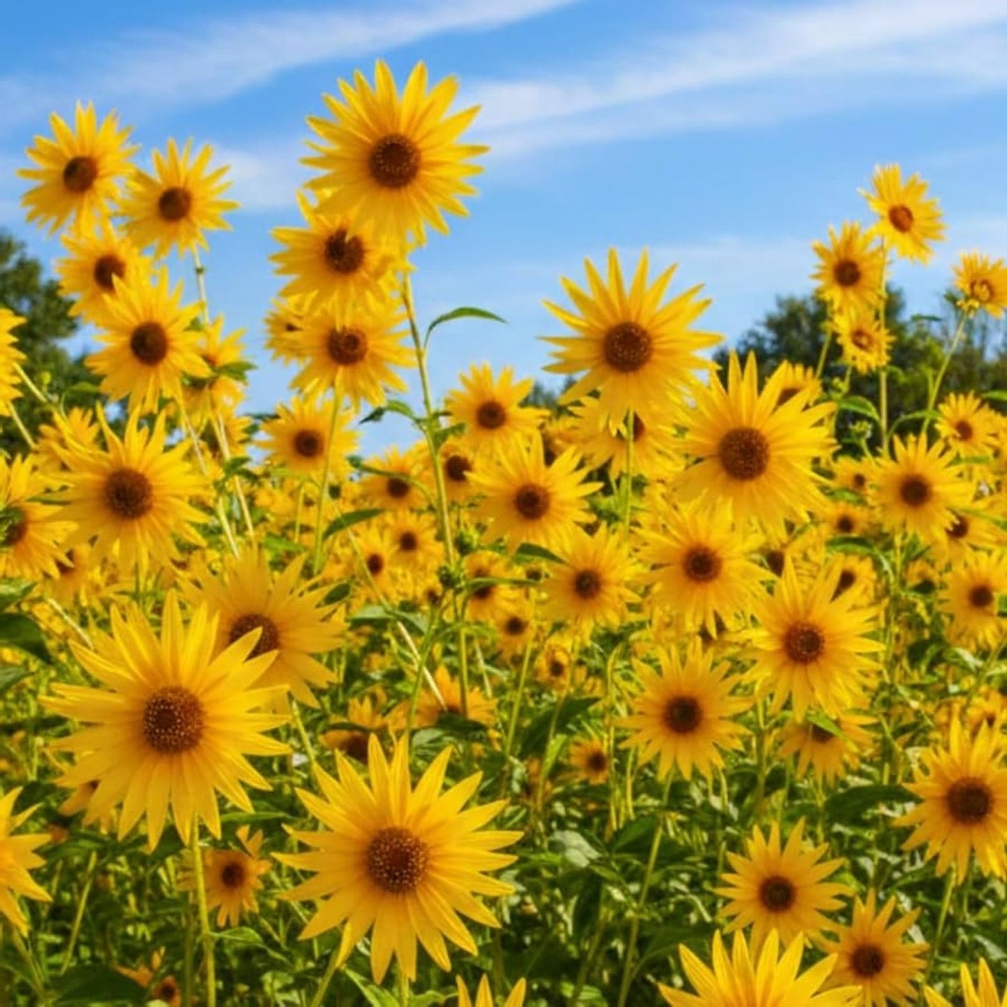 Giant Maximillian Sunflower Seeds - 200+ Perennial Seeds - Helianthus maximiliani - USA Shipping