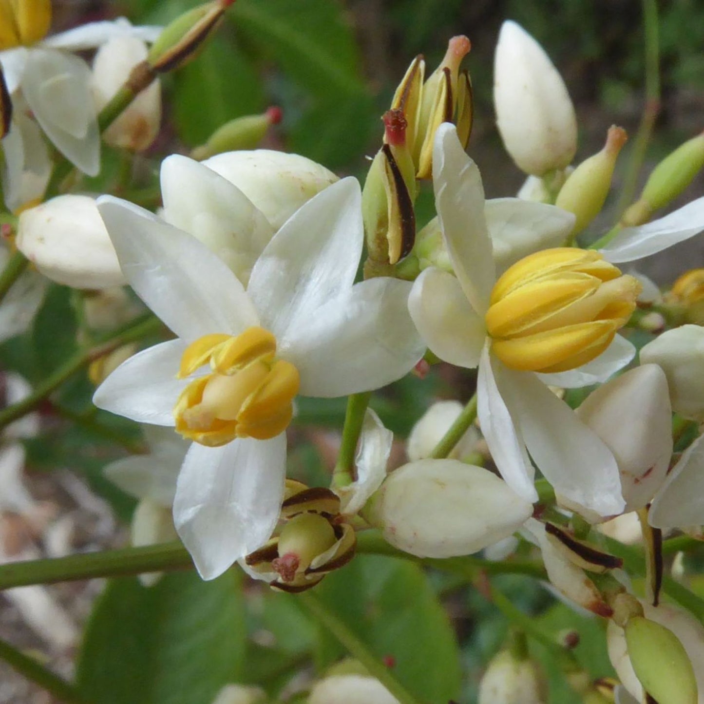 Heavenly Bamboo Seeds 20 Pack for Hedge Nandina domestica Made in USA from Iowa