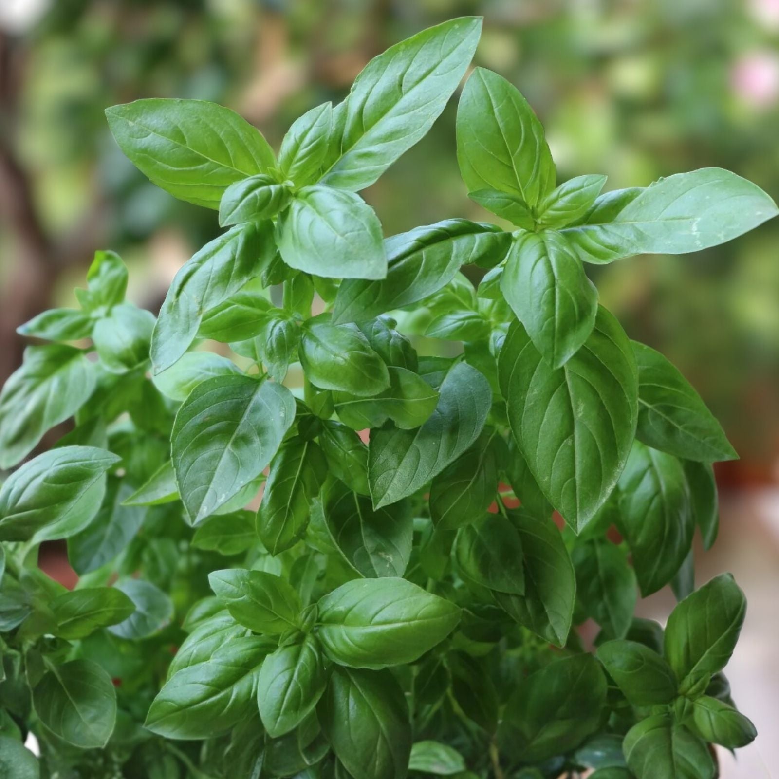 Sweet Genovese Basil Seeds - 100 Heirloom Non-GMO Culinary Herb - Ocimum basilicum