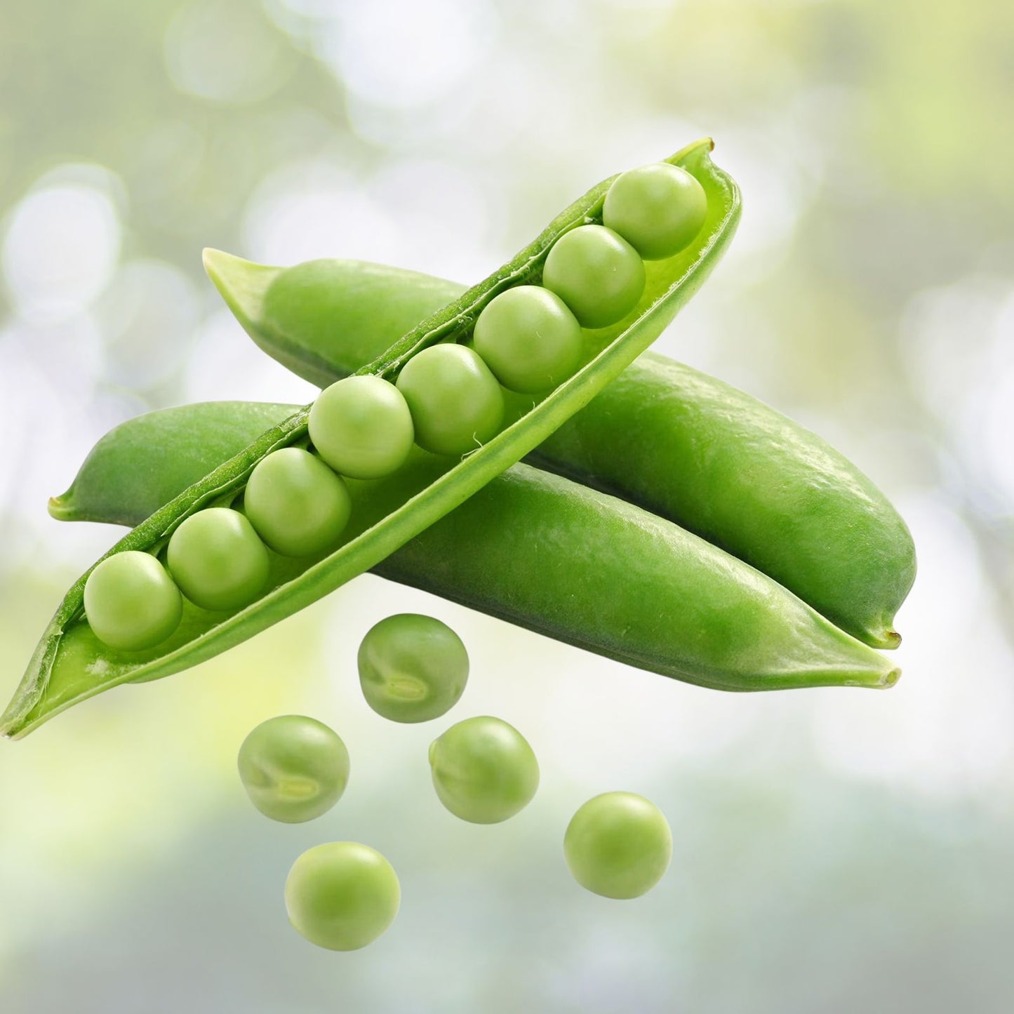 Early Alaska Pea Seeds - Heirloom Non-GMO, 100+ Seeds, Edible Pods, Vegetable Garden, Pisum sativum
