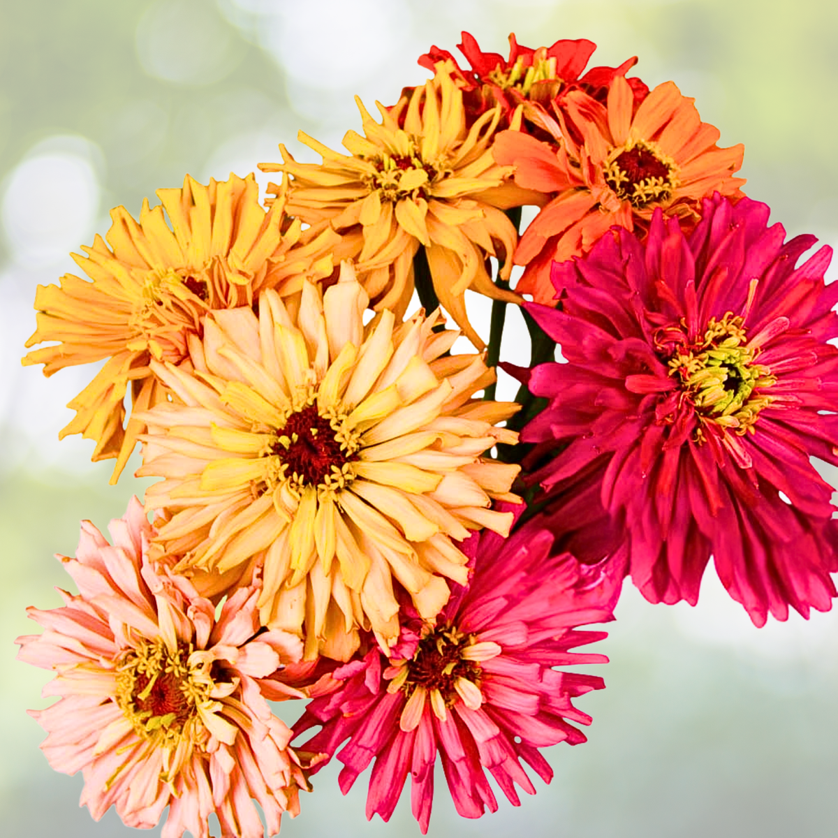 Zinnia Seeds - 100 Count - SUPER CACTUS GIANT Mix - Non-GMO - Colorful Blooms - Butterfly Friendly - Zinnia elegans