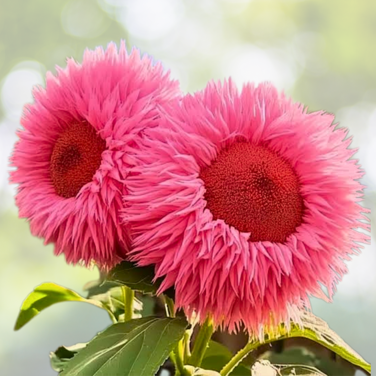 50pcs Rare Pink Giant Teddy Bear Sunflower Seeds - Unique Fluffy Blooms - Helianthus annuus