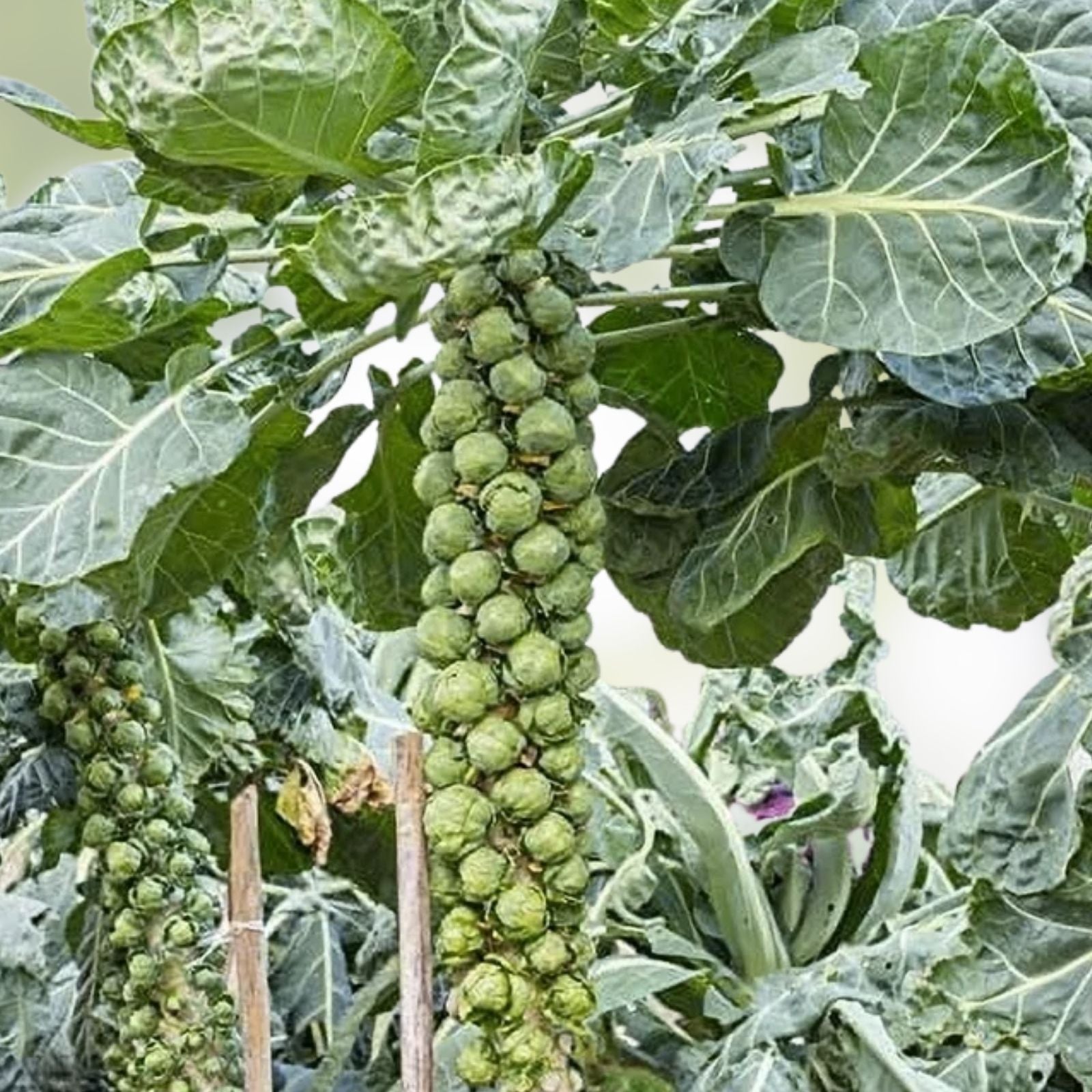 Brussel Sprouts Seeds 250+ Non-GMO Organic Brassica oleracea Vegetable Seeds for Gardening and Farming