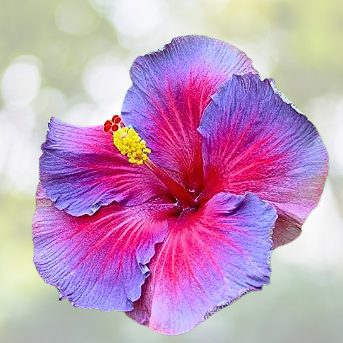 30pcs Hibiscus Seeds - Multicolor Rare Non-GMO Heirloom Variety - Hibiscus rosa-sinensis