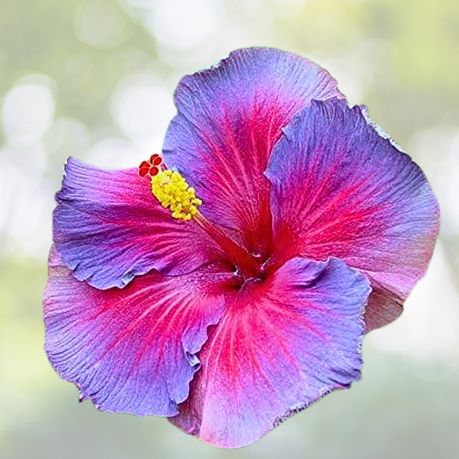 30pcs Hibiscus Seeds - Multicolor Rare Non-GMO Heirloom Variety - Hibiscus rosa-sinensis
