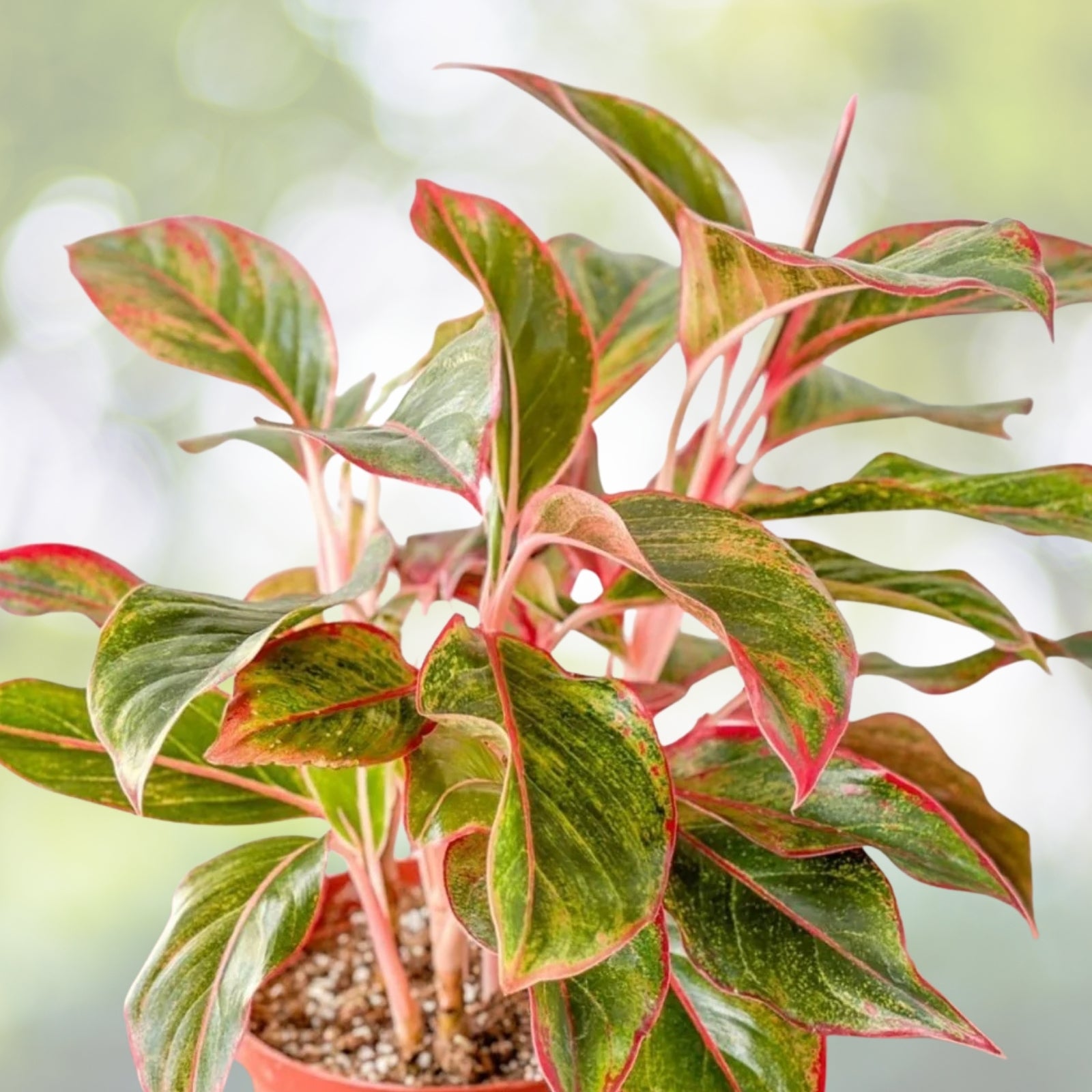 Aglaonema Plant 6" Variegated Red Siam Aurora - Aglaonema Firecracker, Chinese Evergreen Indoor Houseplant