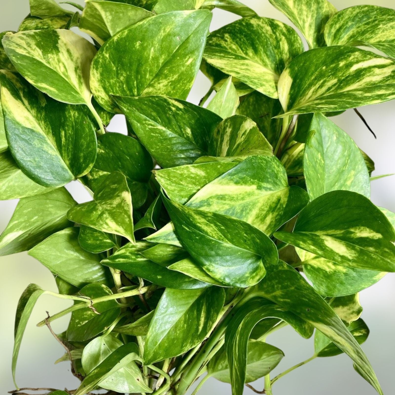 Rooted House Plant Cuttings - 15 Variety Mix for Propagation, Indoor Gardening, Live Plant Cuttings
