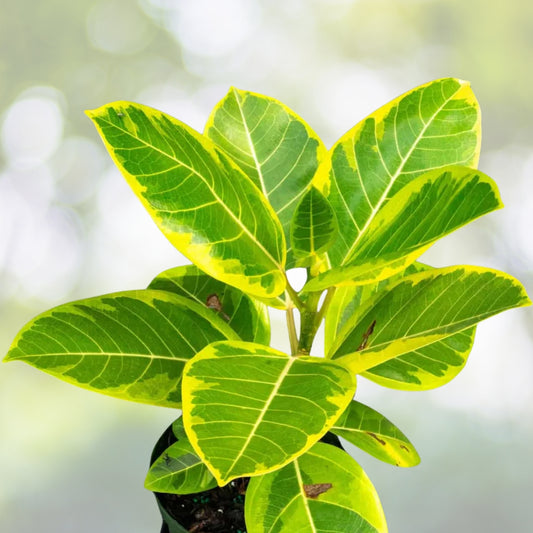 Ficus Altissima 'Asian Council Tree' Potted Plant - 3 Gallon - Indoor/Outdoor Houseplant - Ficus altissima