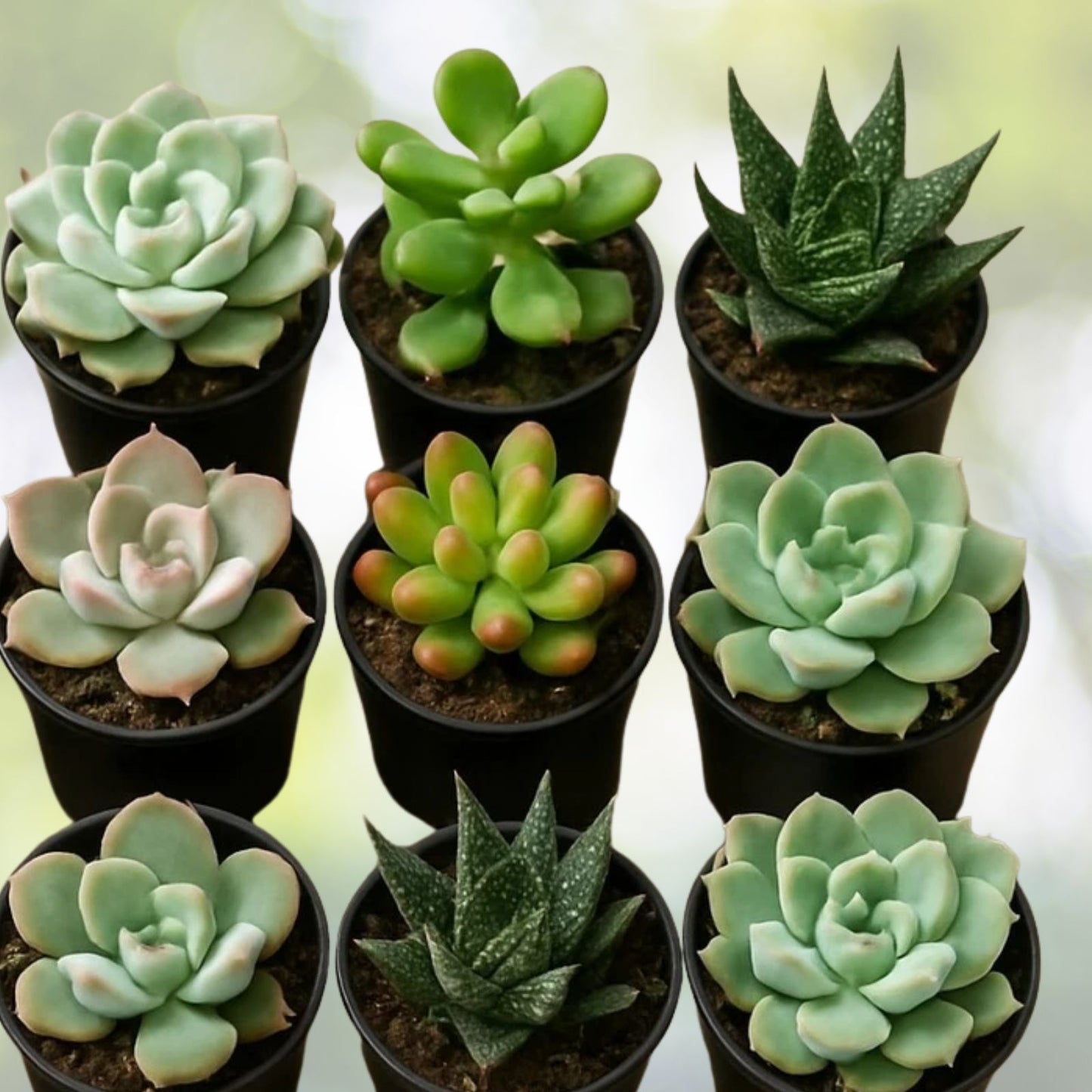 Succulent Variety Pack – Set of 6 Live Easy-Care Assorted Succulents – Perfect for Home Decor and Gifts