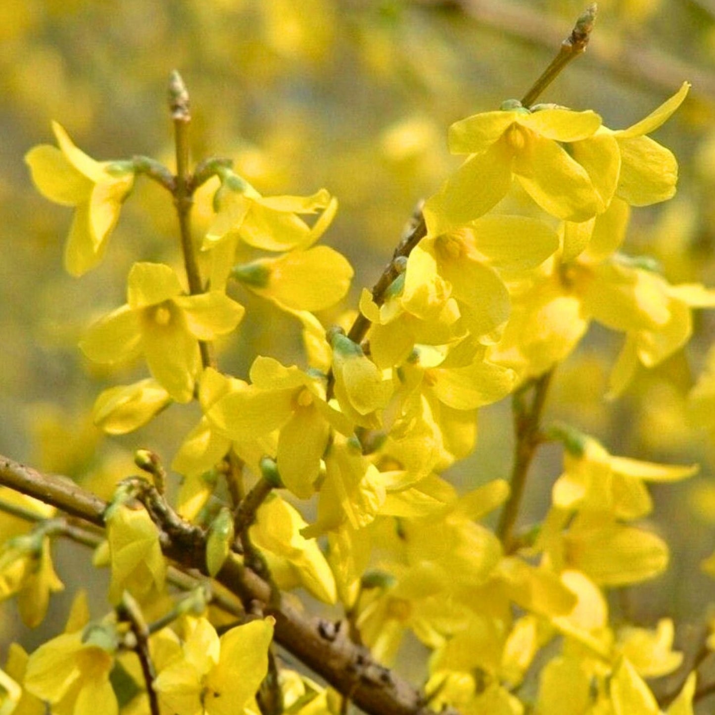 Forsythia Cuttings 8 Unrooted Perennial Shrubs Forsythia x intermedia Spring Flowering Plant