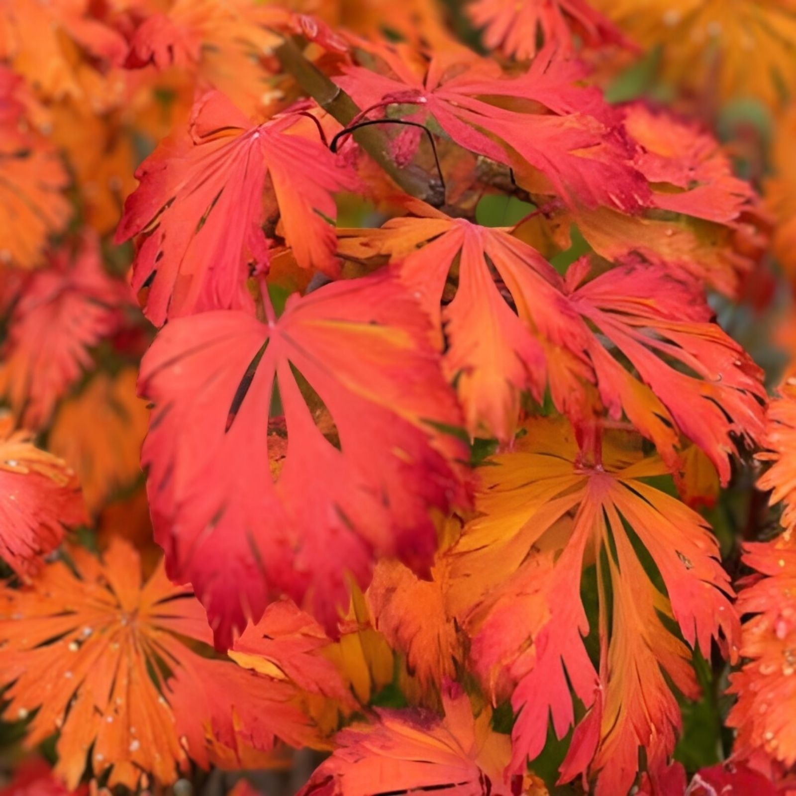 Japanese Maple Seeds - Dancing Peacock Variety - Acer japonicum - 10 Fresh Seeds for Planting