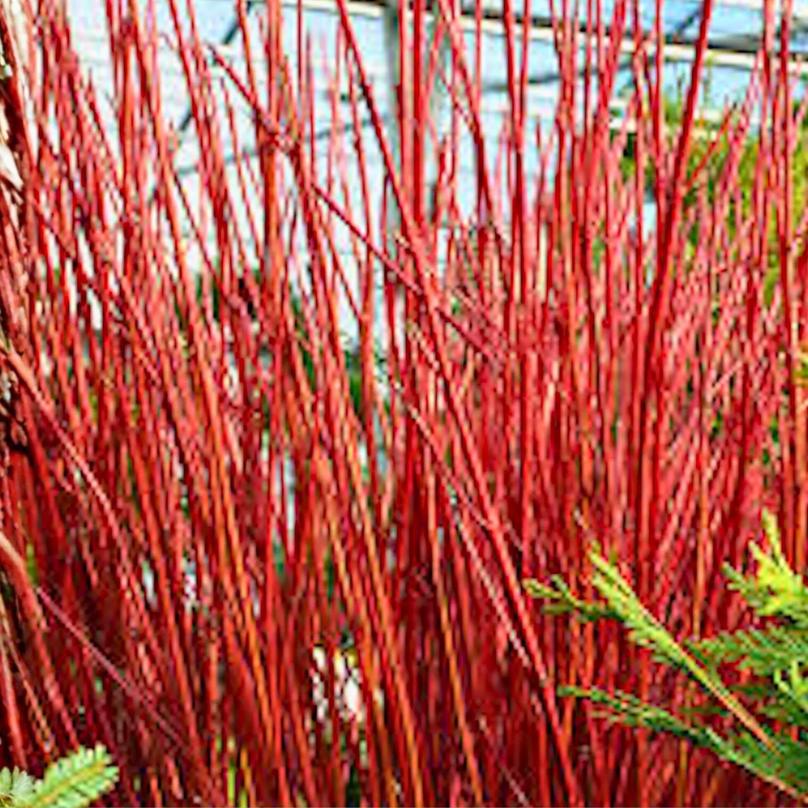 Red Twig Dogwood Shrub Live Plant 12-18in Bare Root Cornus sericea 5-Pack Vibrant Red Stems for Hedges and Borders