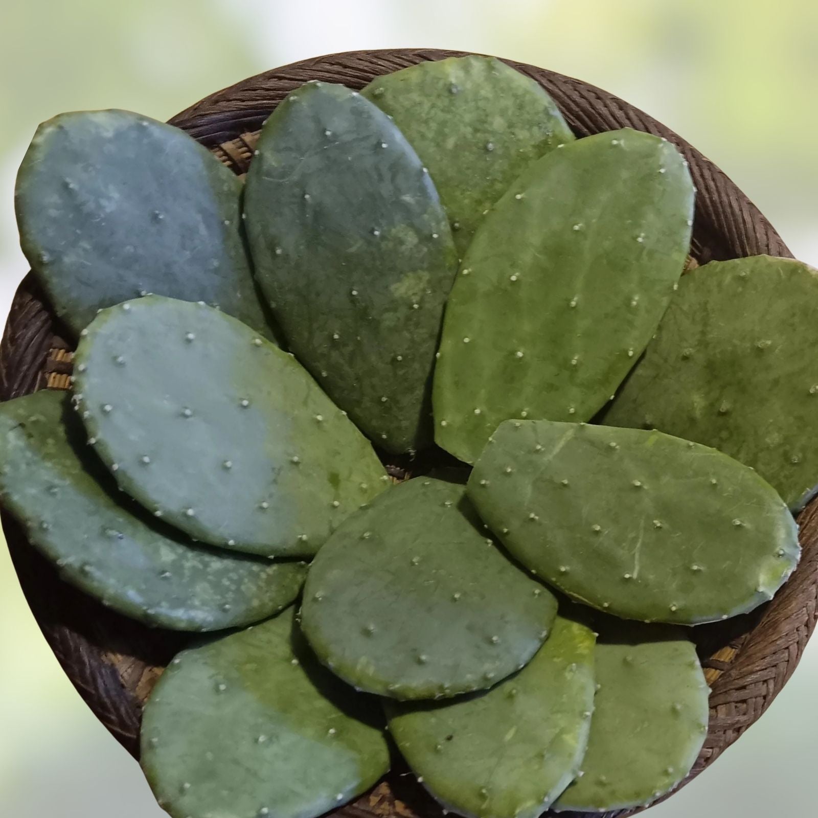 Cactus Pads Opuntia Nopal Edible Succulent for Tortoise Reptiles & Humans - 15+ Pads, Healthy Plant Food
