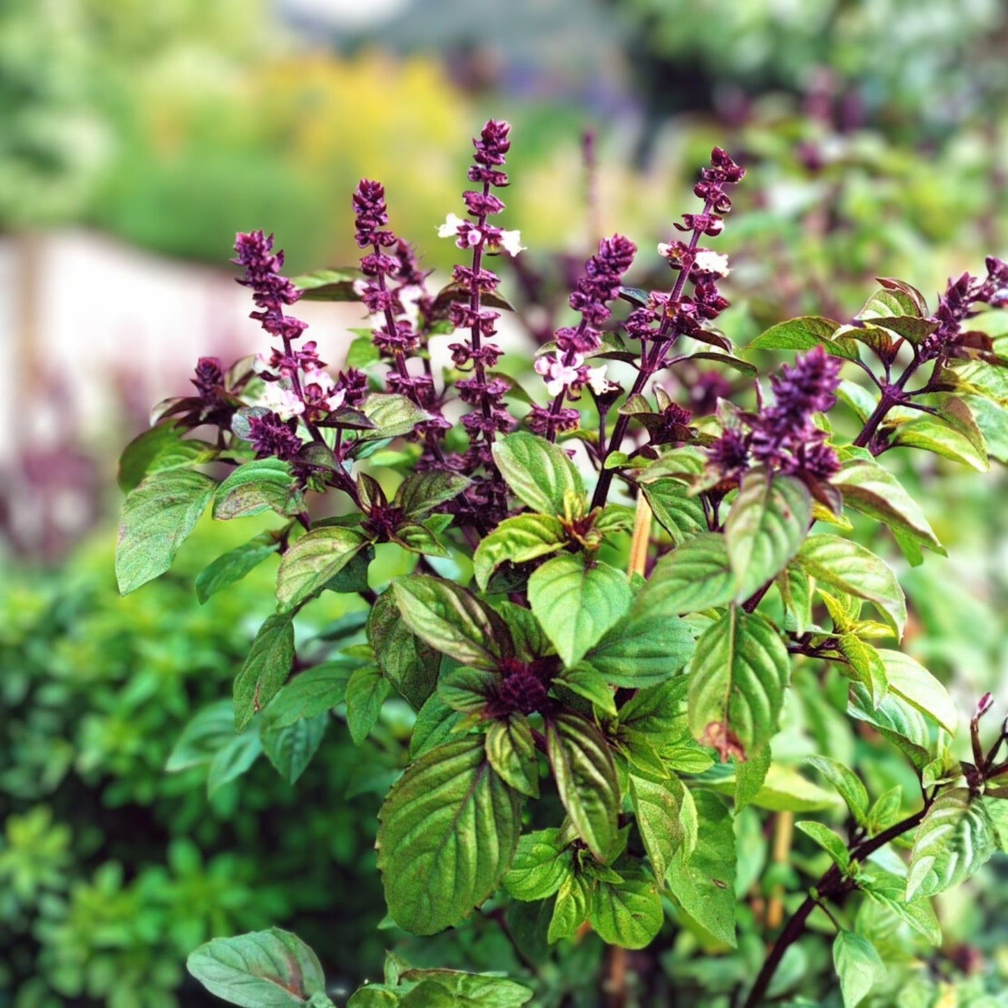 Licorice Basil Seeds - 200 Count Non-GMO Herb Seeds - Flavorful Culinary Basil - Ocimum basilicum