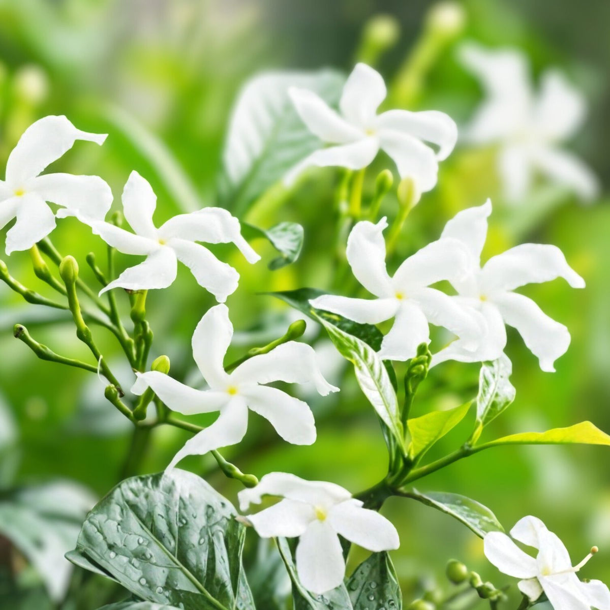 Fragrant Jasmine Plant 3 Gallon - Jasminum sambac - Aromatic Flowering Indoor/Outdoor Houseplant