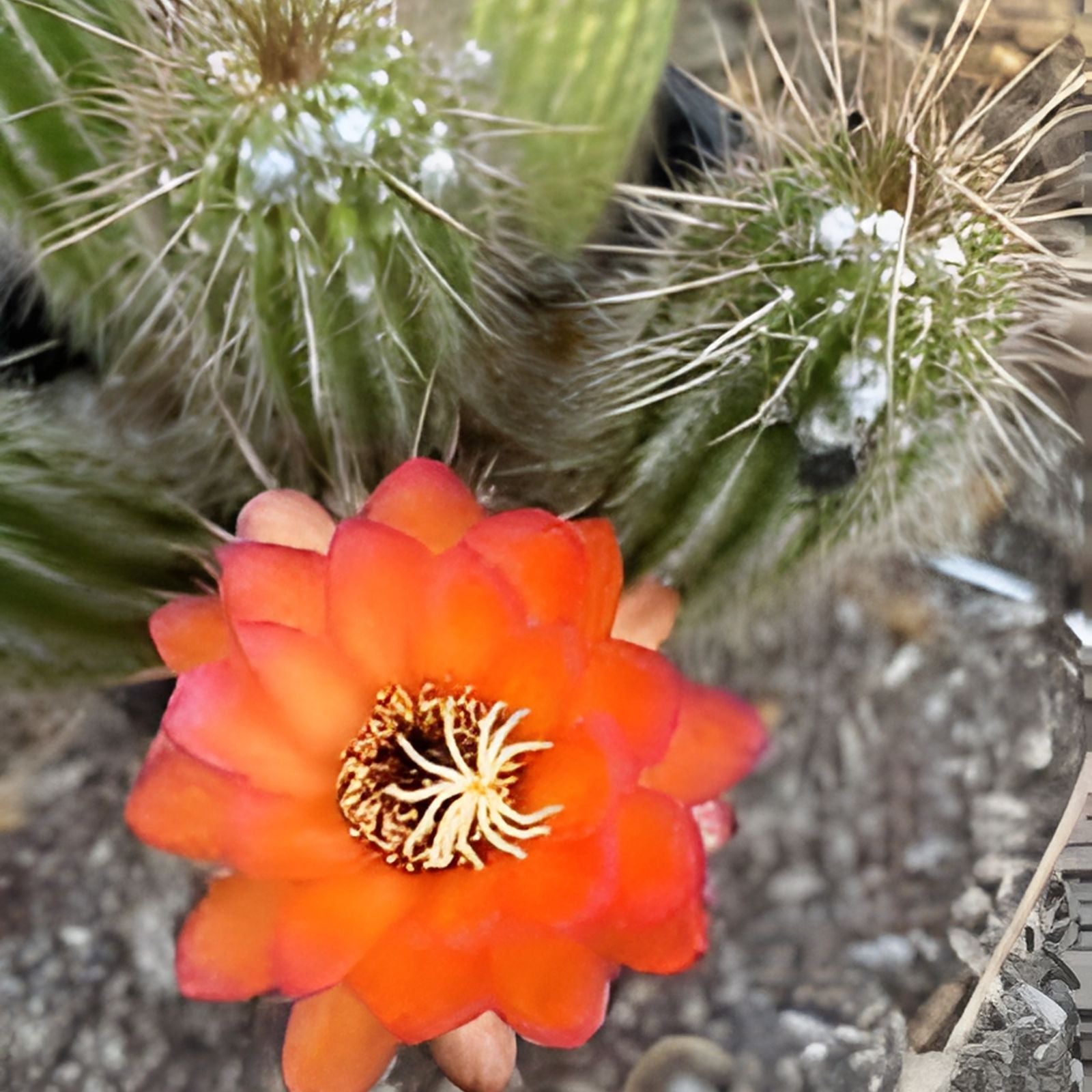 Echinopsis 'Orange Paramount' Cactus Plant - 1 Pup, Vibrant Orange Flowers, Succulent Houseplant, Easy Care Cactus